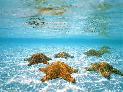 starfish_on_the_shallow_white_sandy_bottom_353-12.jpg