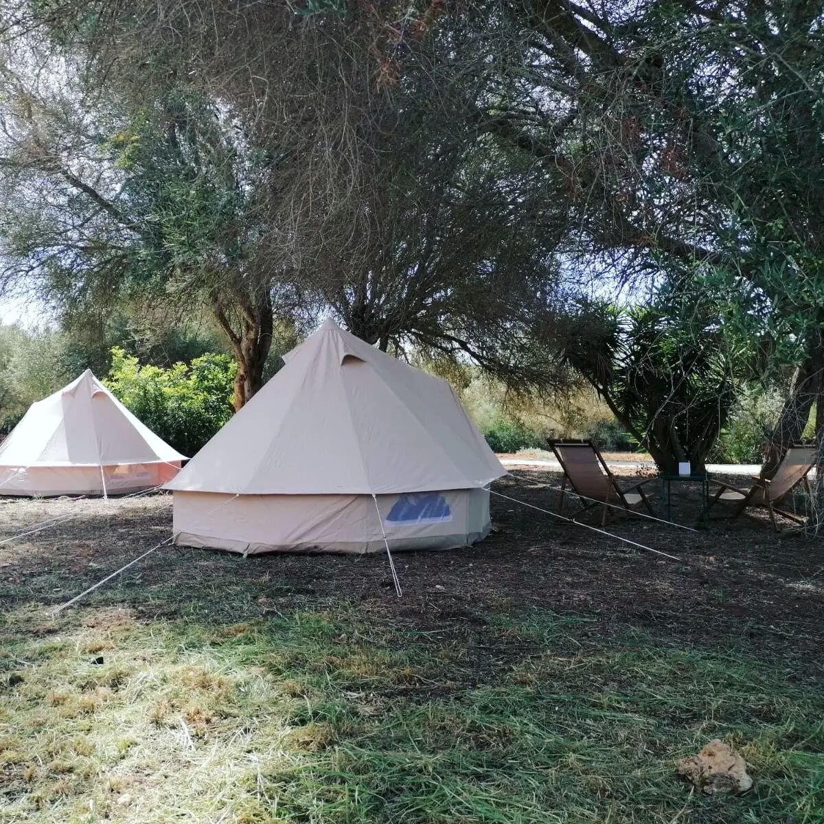 Un Unforgettable Experience: Cozy Tents and Curious Hosts

Can you believe it? We were ready to pack up the tents and discovered that one of our guests was still sleeping soundly inside one of them! It just goes to show how comfortable the beds truly
