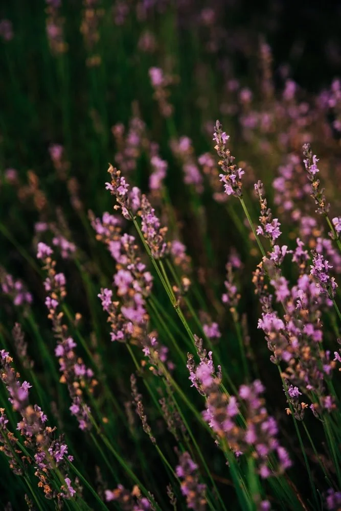 2-mattawan-lavender-farm-photographer.jpg