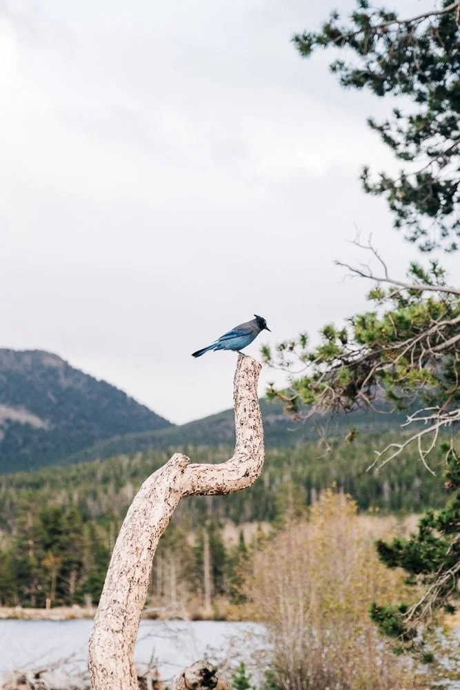 157-bluebird-rocky-mountain-national-park.jpg
