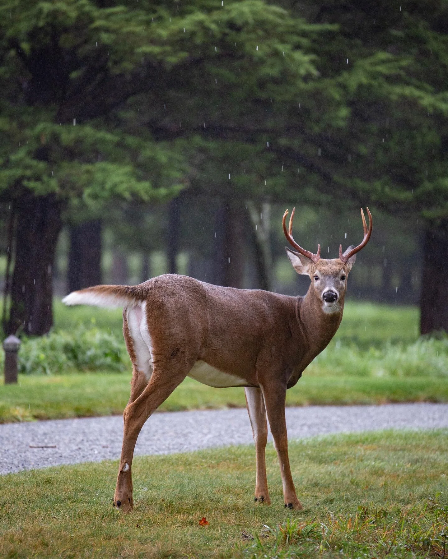 A rainy weekend off island.
 
#rhodeisland #beavertail # jamestown #deer #naturephotography #wildlifephotography #rhodeislandphotographer #rhodeislandphotography #visitri #marthasvineyard #marthasvineyardphotographer #photographer #ncphotographer #no