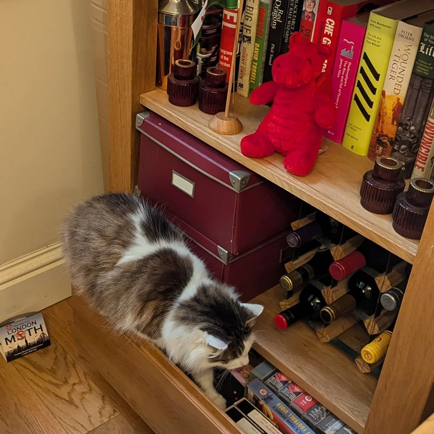 CATS ARE DEFINITELY THE LEAST HELPFUL PETS TO DECLUTTER WITH! 🤣😺
#petsofinstagram #catsofinstagram #declutteruk #declutteryourhome #decluttering #declutteryourlife