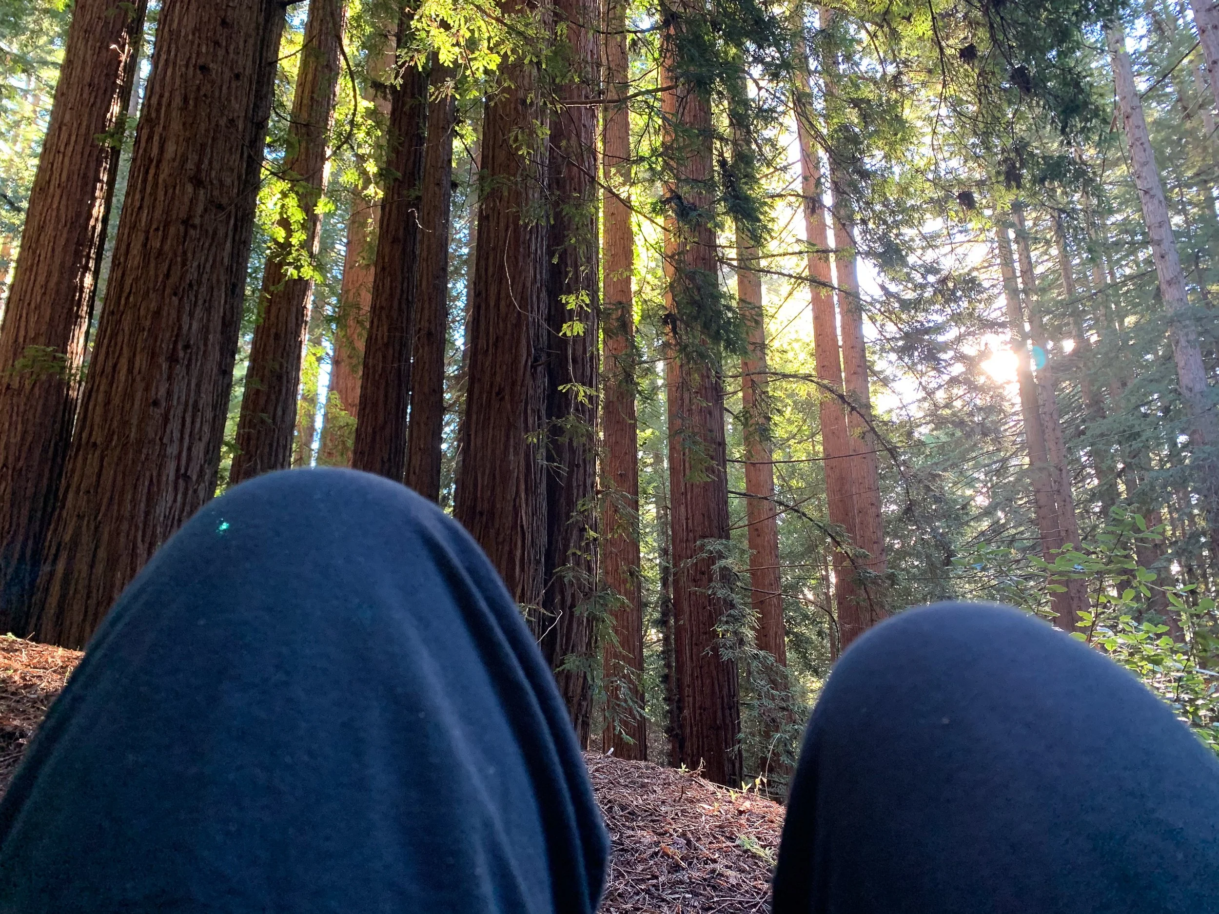 Redwoods.jpg