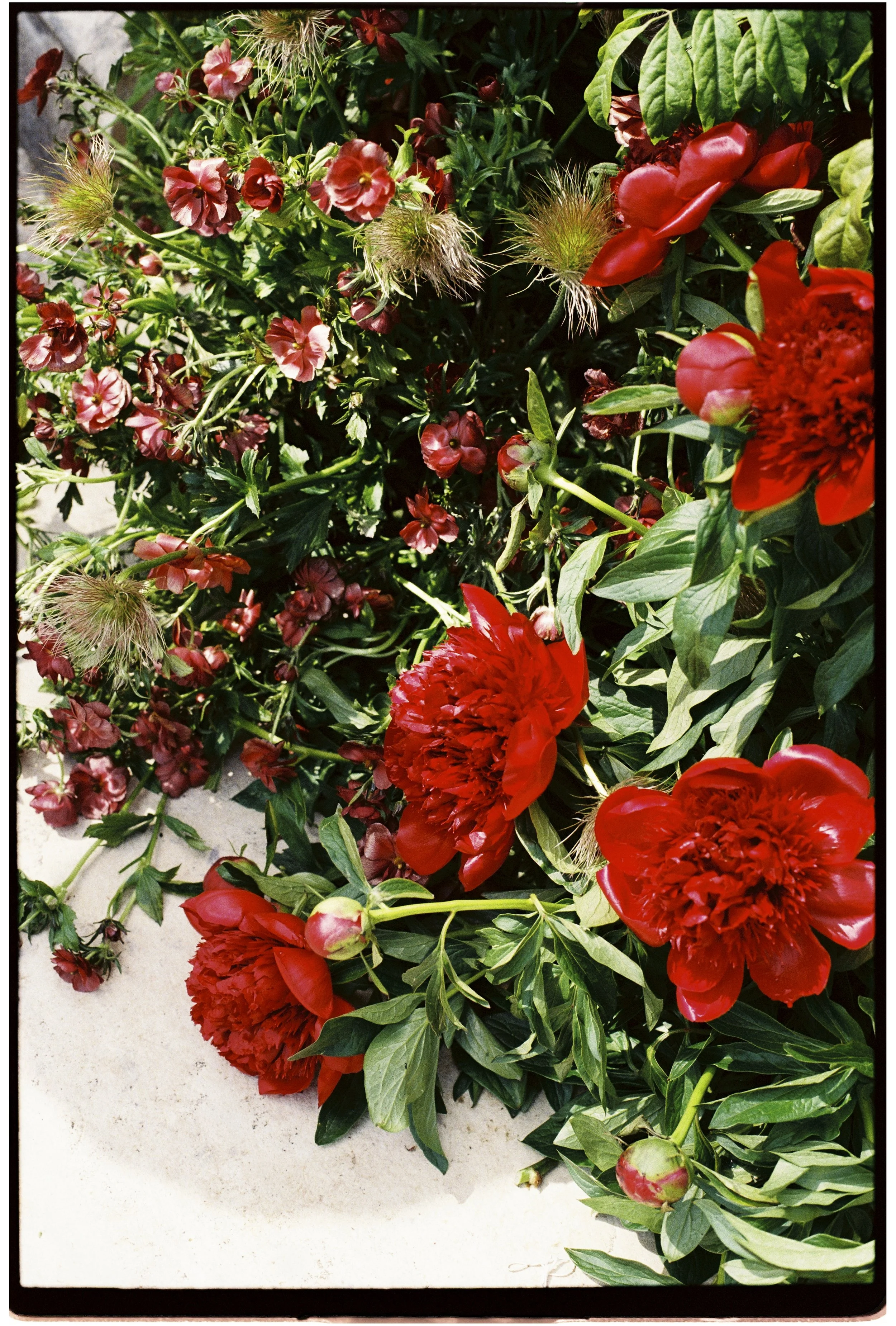 Red peony wedding flowers photographed on 35mm film, featuring vibrant blooms and organic garden-inspired styling