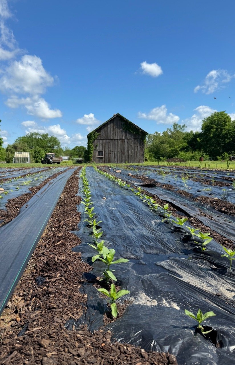 Young green plants growing in rows covered with mulch in a farm field, with a weathered wooden barn and green trees in the background under a blue sky with scattered clouds.