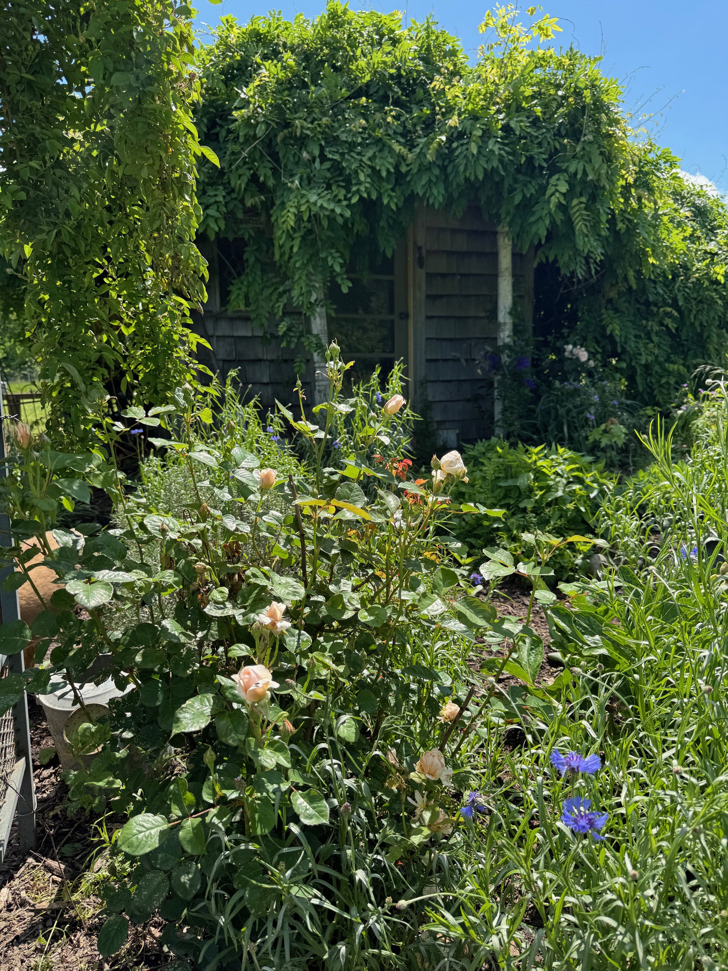 A lush garden with various flowering plants, including pink roses and blue cornflowers, in front of a wooden shed covered with green vines, under a clear blue sky.
