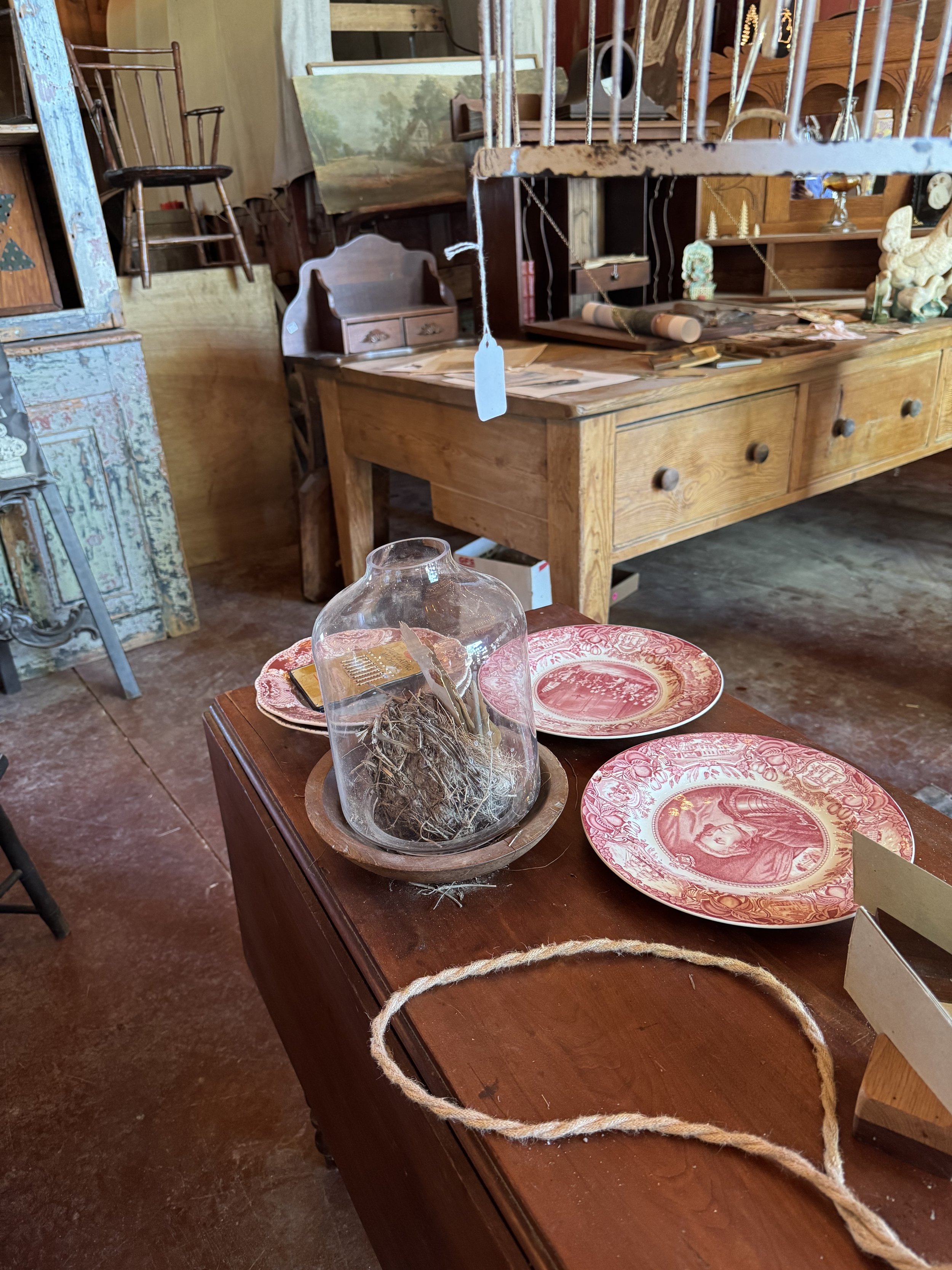 A wooden table displaying decorative plates with portraits and a glass cloche covering a nest of twigs, in an antique or thrift store setting with various vintage furniture and decor in the background.