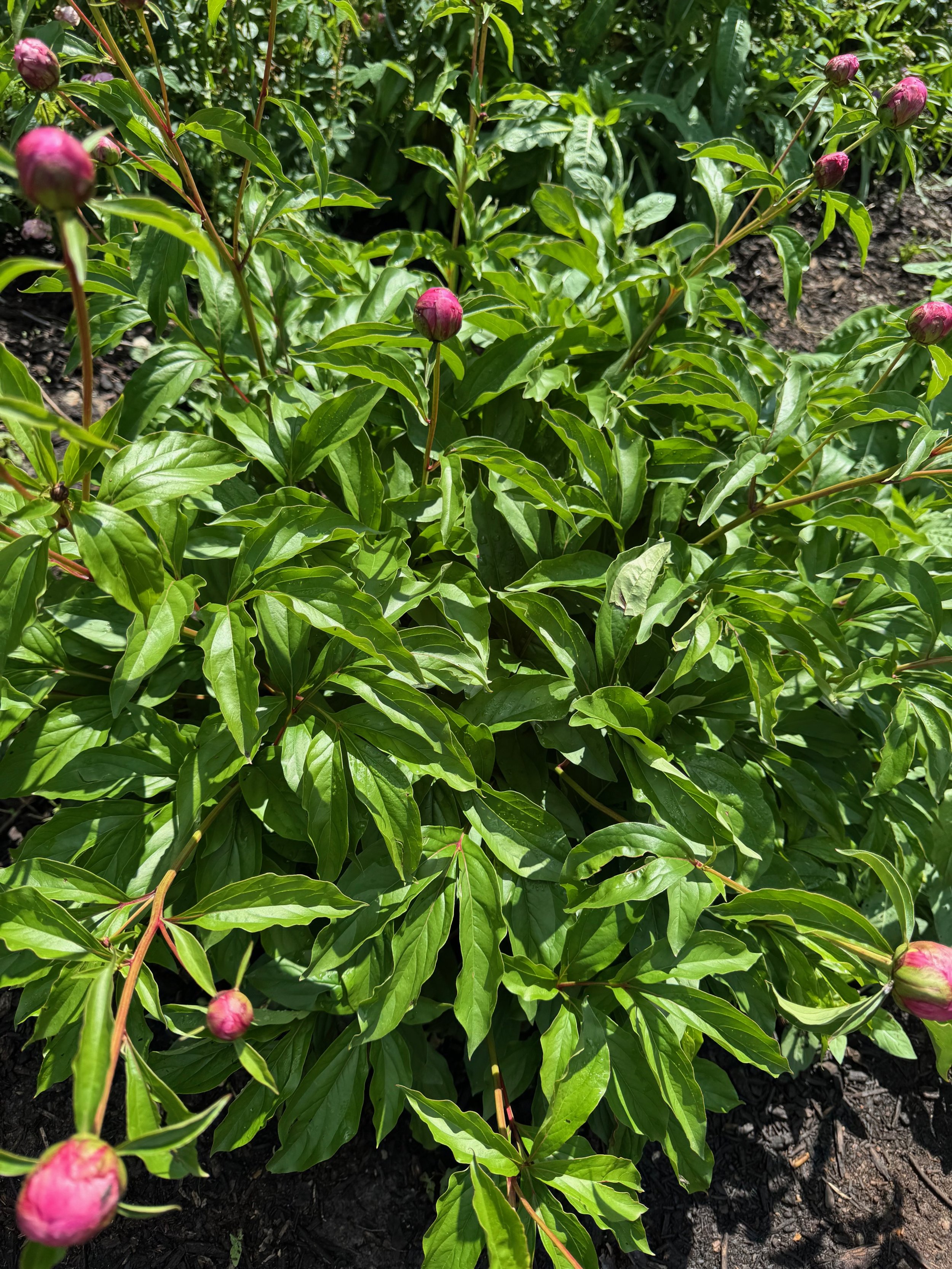 A green leafy bush with pink flower buds on long stems.