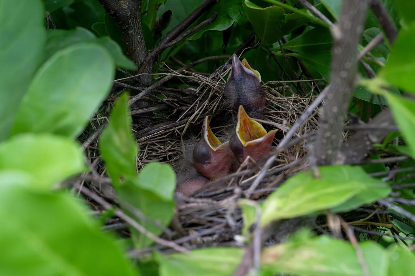 American Robin chicks nesting in a star magnolia tree (Z9 50mm f/7.1 1/640s ISO 4000) #secorgardens #lesslawnmorelife