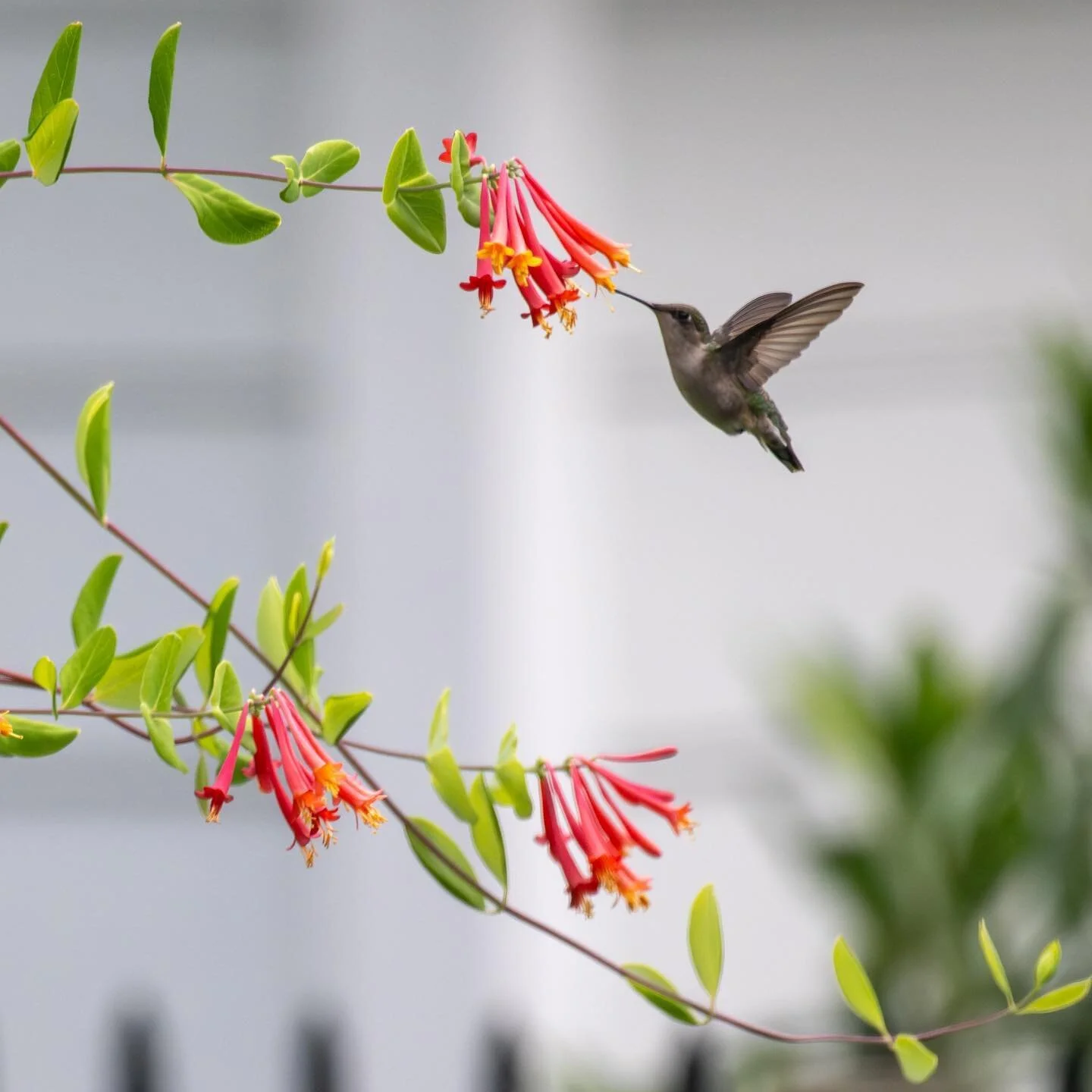 Female Ruby-throated Humming bird sampling nectar from a Trumpet honeysuckle (Z9 400mm f/6.3 1/3200s ISO 2200) #secorgardens #nativeplants #lesslawnmorelife