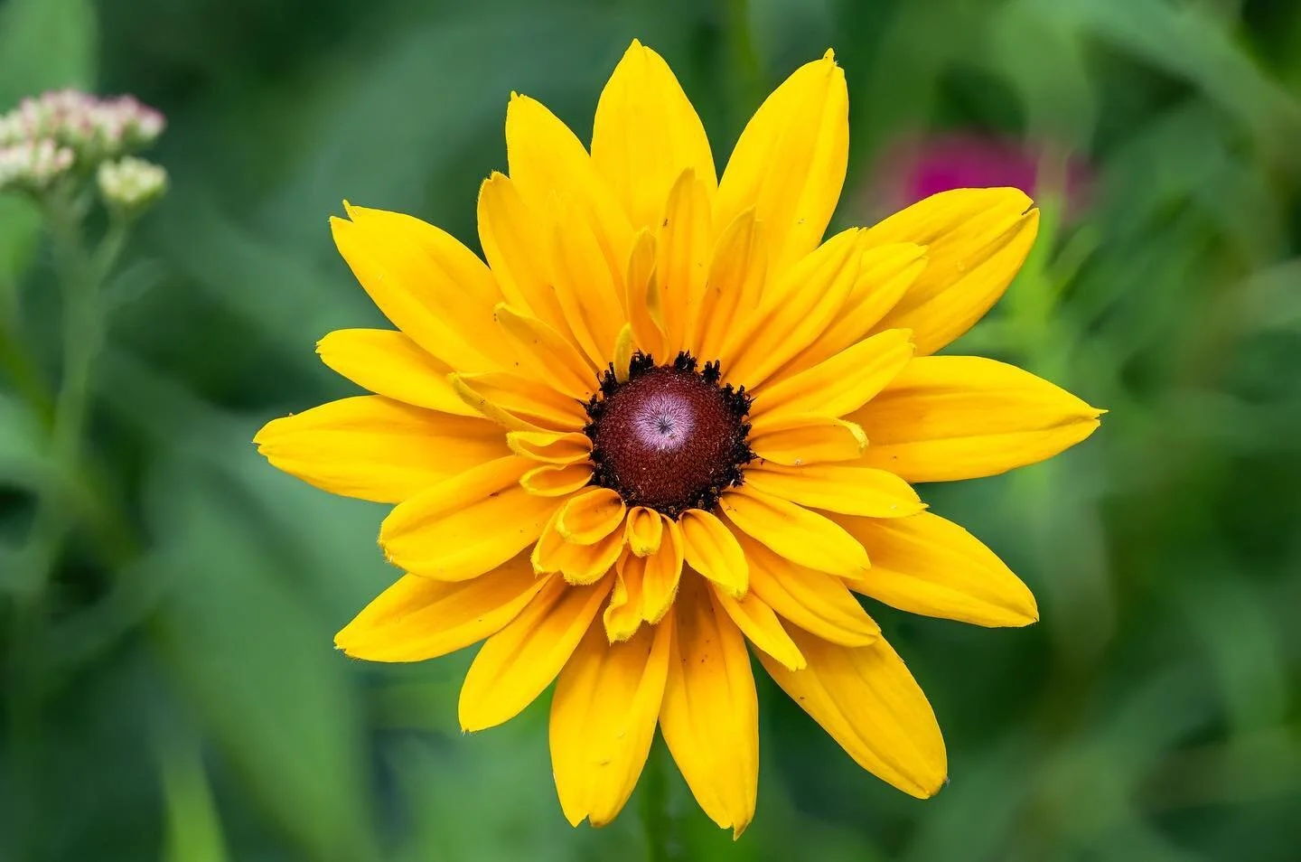 Black-eyed Susan waiting for the breeze on hot summer day (Z9 105mm f/4.5 1/1000s ISO 400) #secorgardens #lesslawnmorelife #nativeplants