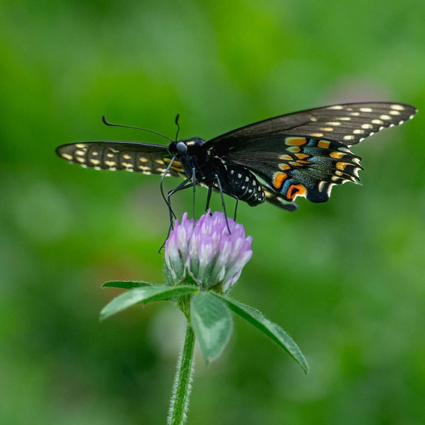 Black swallowtail butterfly resting nearby while picking blueberries (Z8 105mm f/4.5 1/1250s ISO 400)