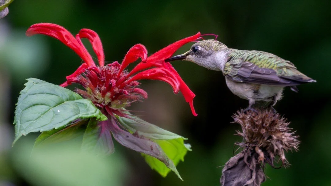 A lazy Ruby-throated hummingbird enjoying some nectar while resting on beebalm (Monarda didyma) in the garden (Z9 800mm f/6.3 ISO 500) #secorgardens #nativeplants #lesslawnmorelife