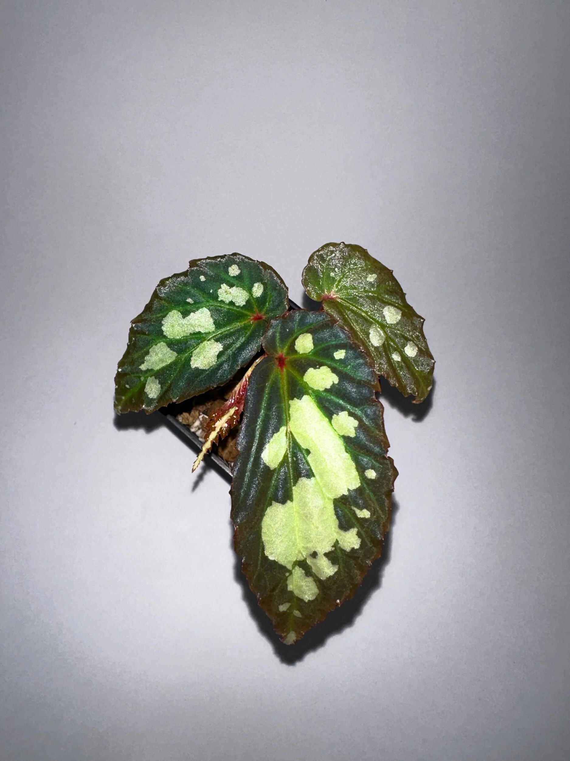 BEGONIA SP. MANTUK