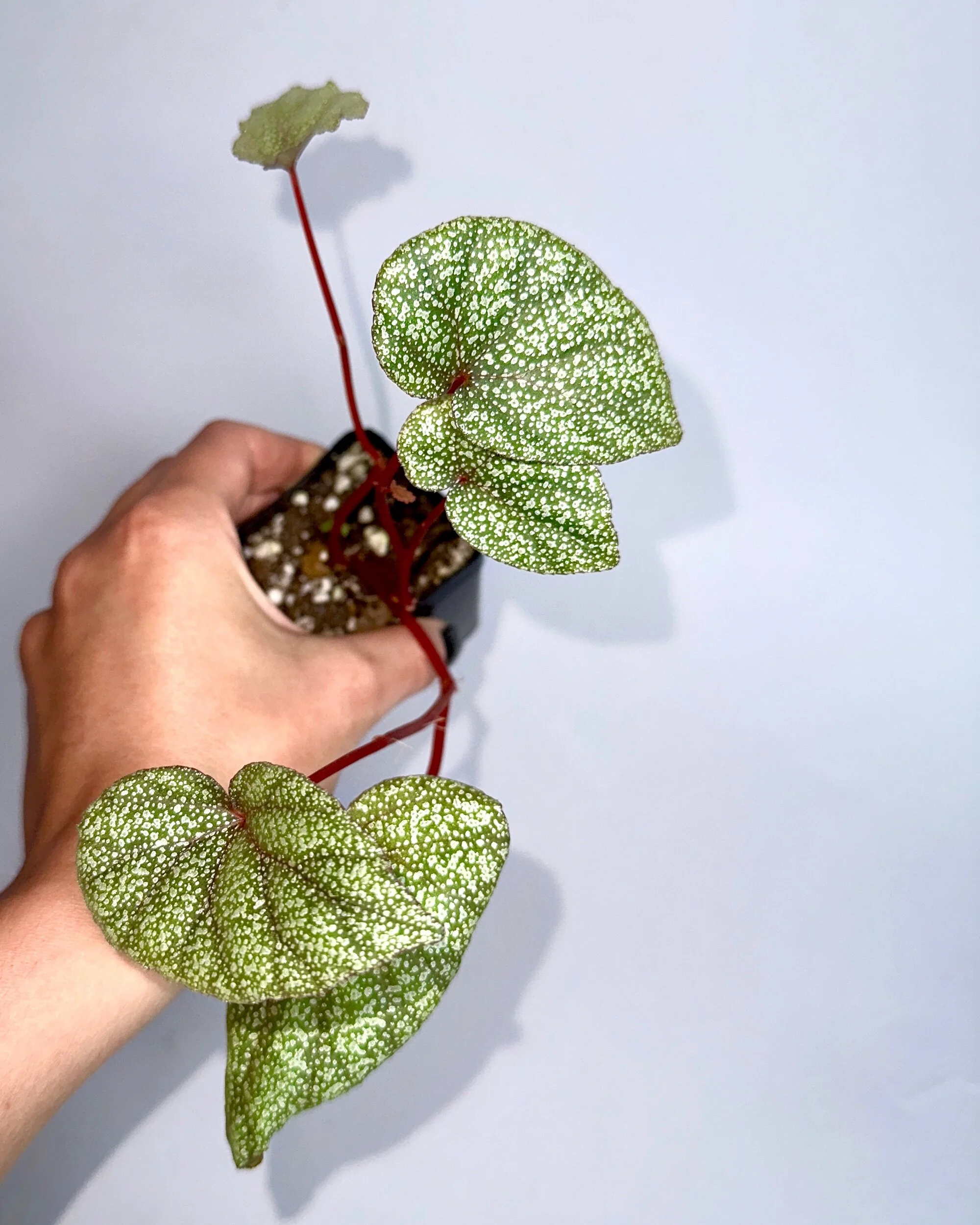 BEGONIA INTEGRIFOLIA