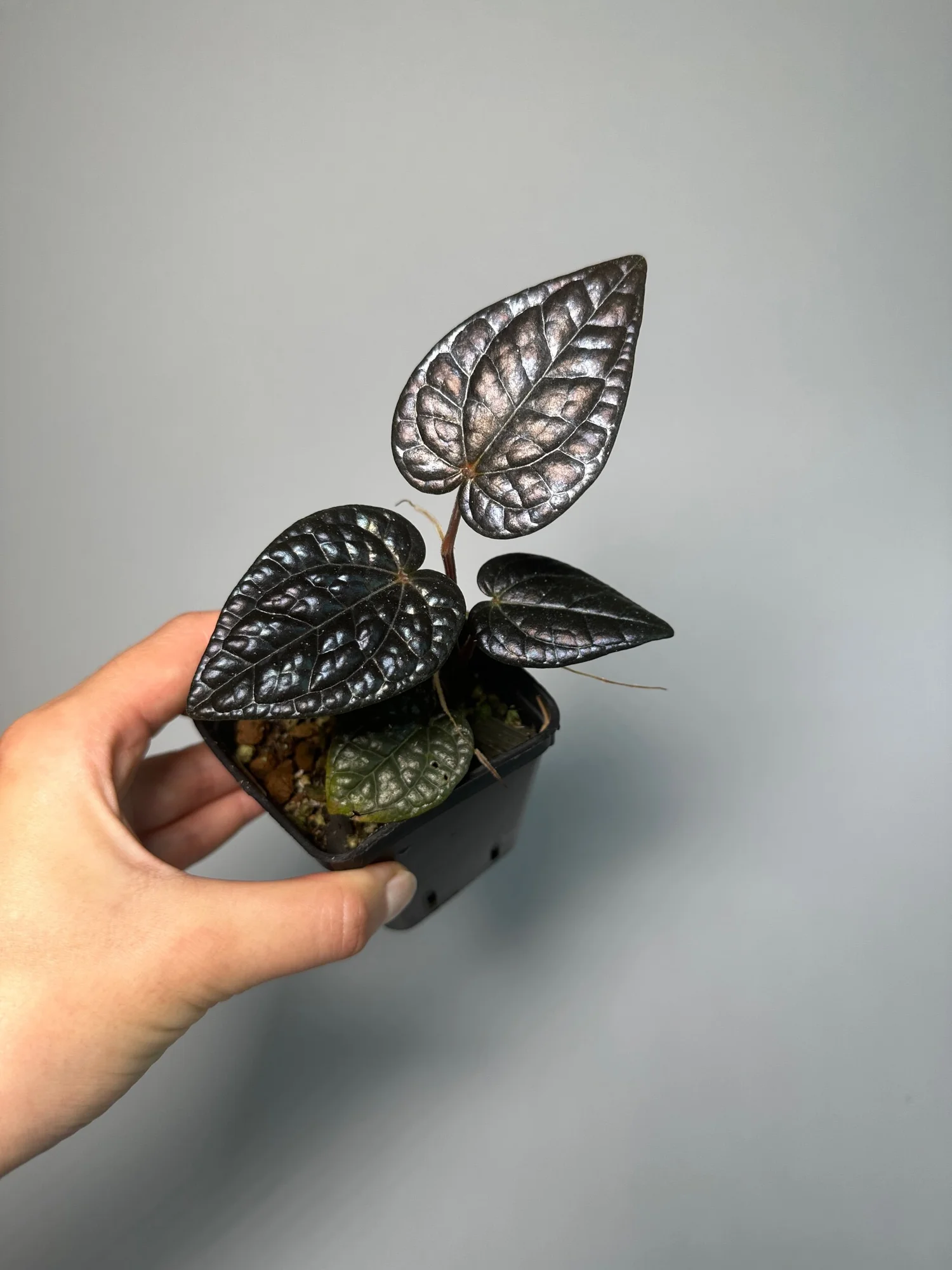 BEGONIA TAKEAWAY