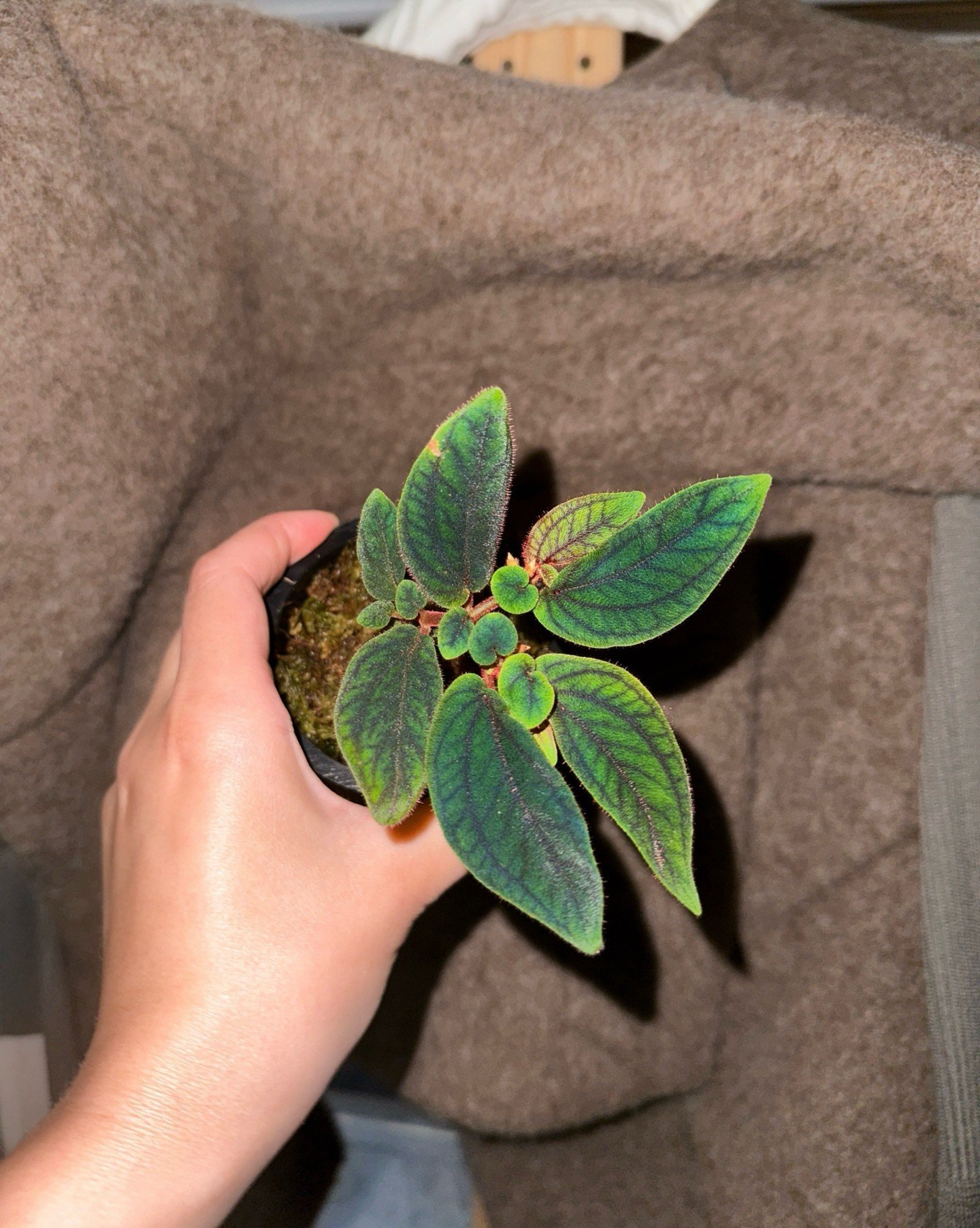 𝗦𝗼𝗻𝗲𝗿𝗶𝗹𝗮 𝘀𝗽. 𝗧𝗲𝗽𝘂𝗮𝗶 is a plant belonging to the family 𝗠𝗲𝗹𝗮𝘀𝘁𝗼𝗺𝗮𝘁𝗮𝗰𝗲𝗮𝗲, originating from the tropical regions of Asia, particularly 𝗕𝗼𝗿𝗻𝗲𝗼 𝗮𝗻𝗱 𝗞𝗮𝗹𝗶𝗺𝗮𝗻𝘁𝗮𝗻, Indonesia. This is a miniature species known 