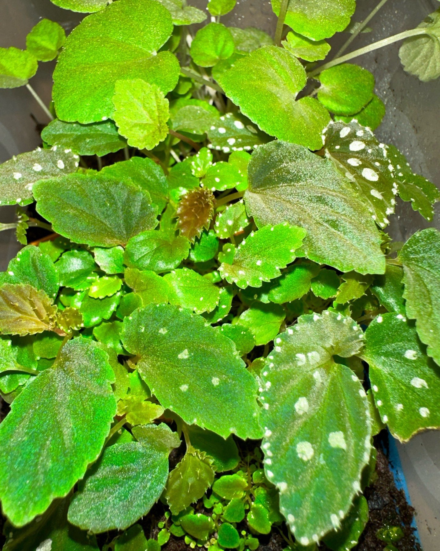 New hybrids coming up soon...

Meantime: how to untangle begonia seedlings? 🥴👌🏼😵&zwj;💫

1. I usually lift the whole chunk of soil and transfer it into a bowl with room-temperature distilled water.

2. I let it sit for a moment until the soil no 