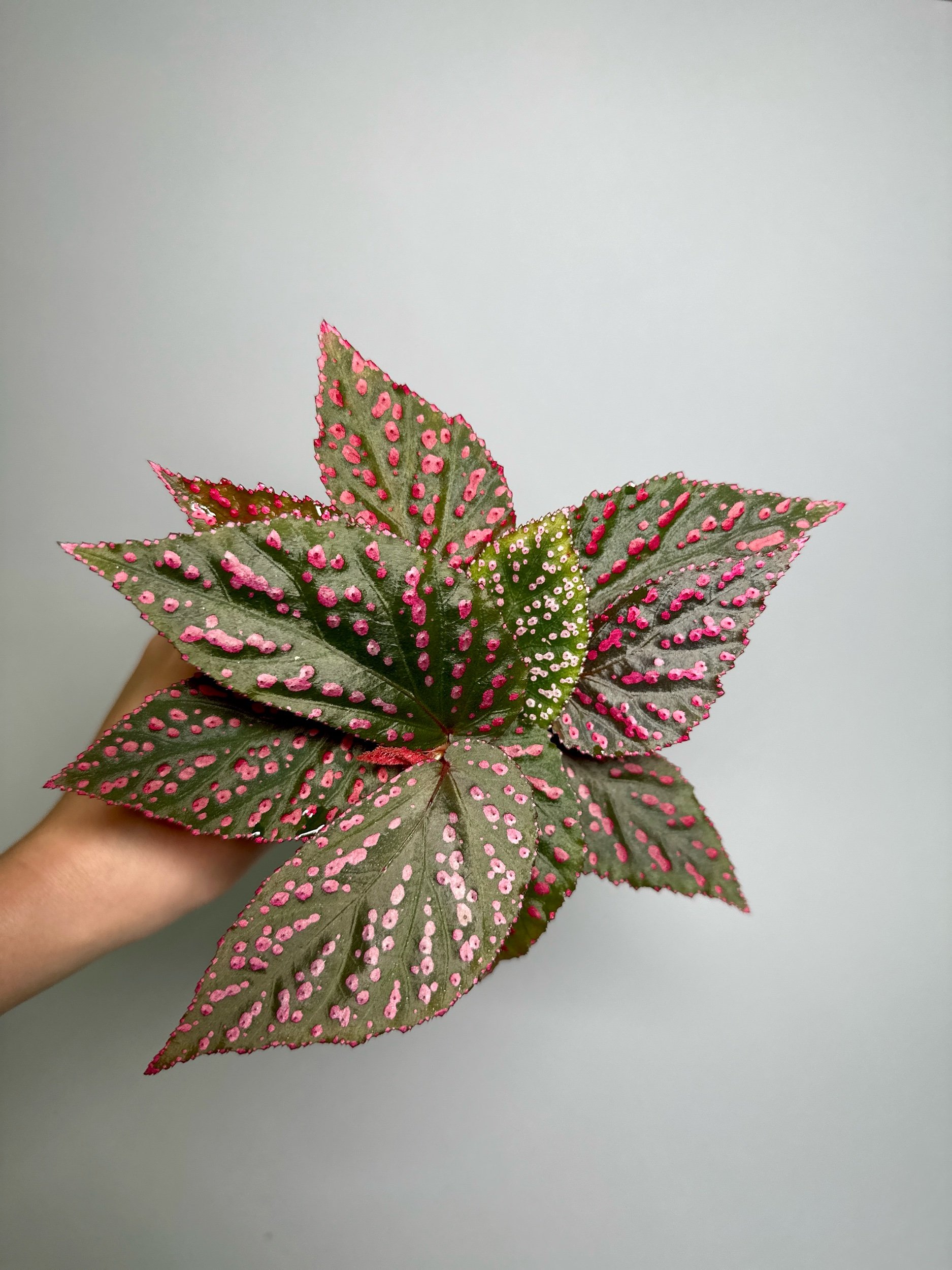 BEGONIA SP. HAIRY SPOTS