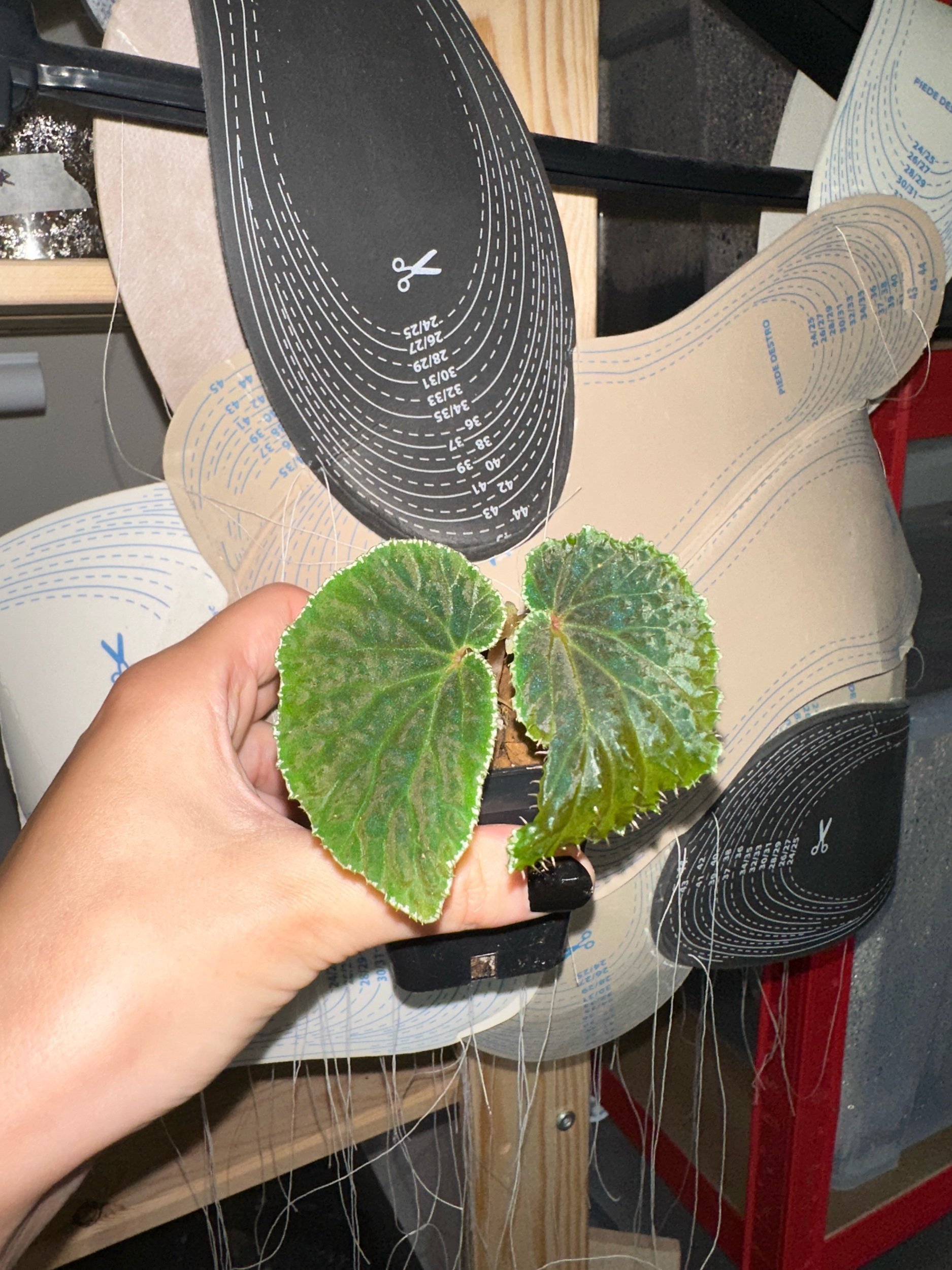 BEGONIA RUTHIAE