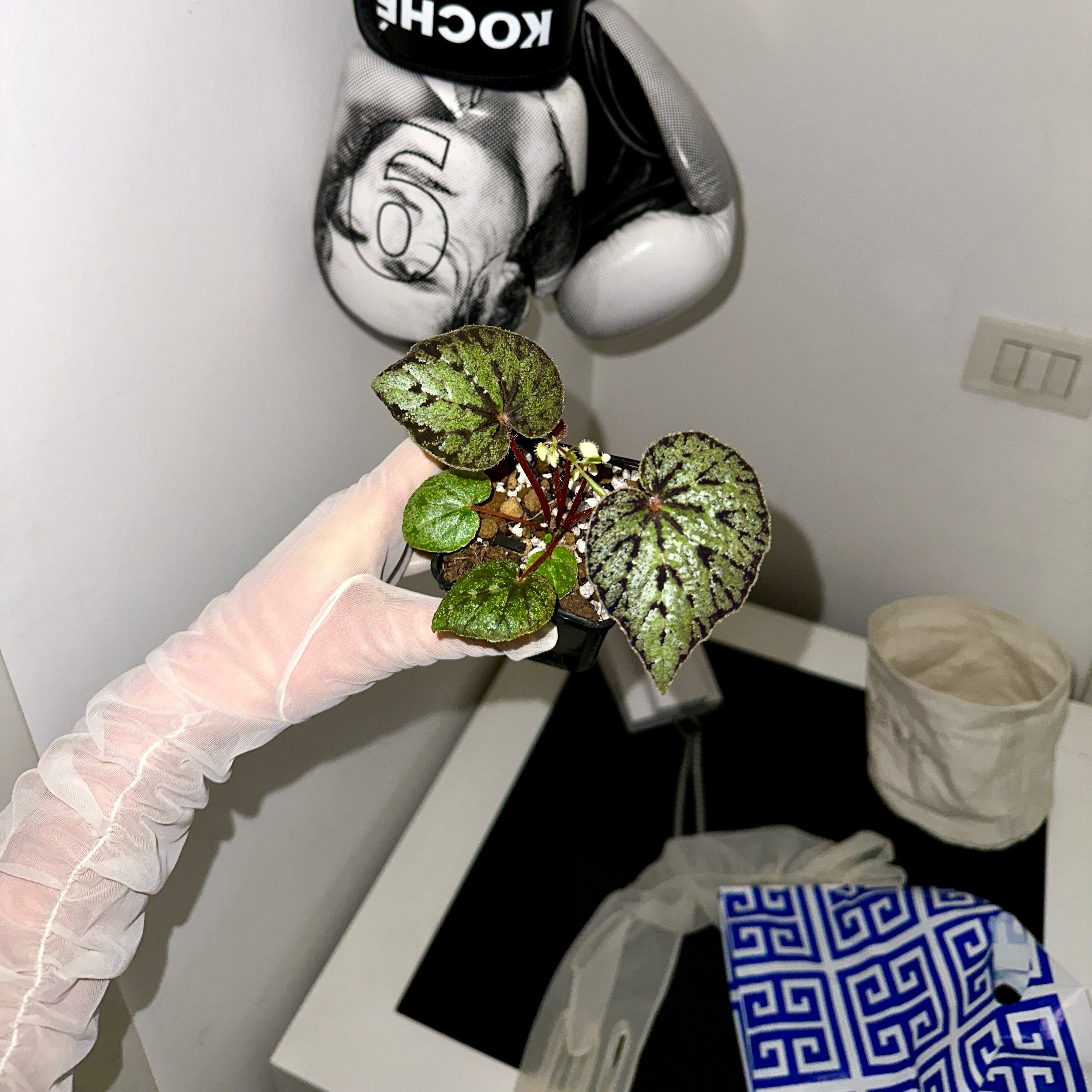 F7013B74-9E20-4096-B81E-35F2440FC4E9.jpeg