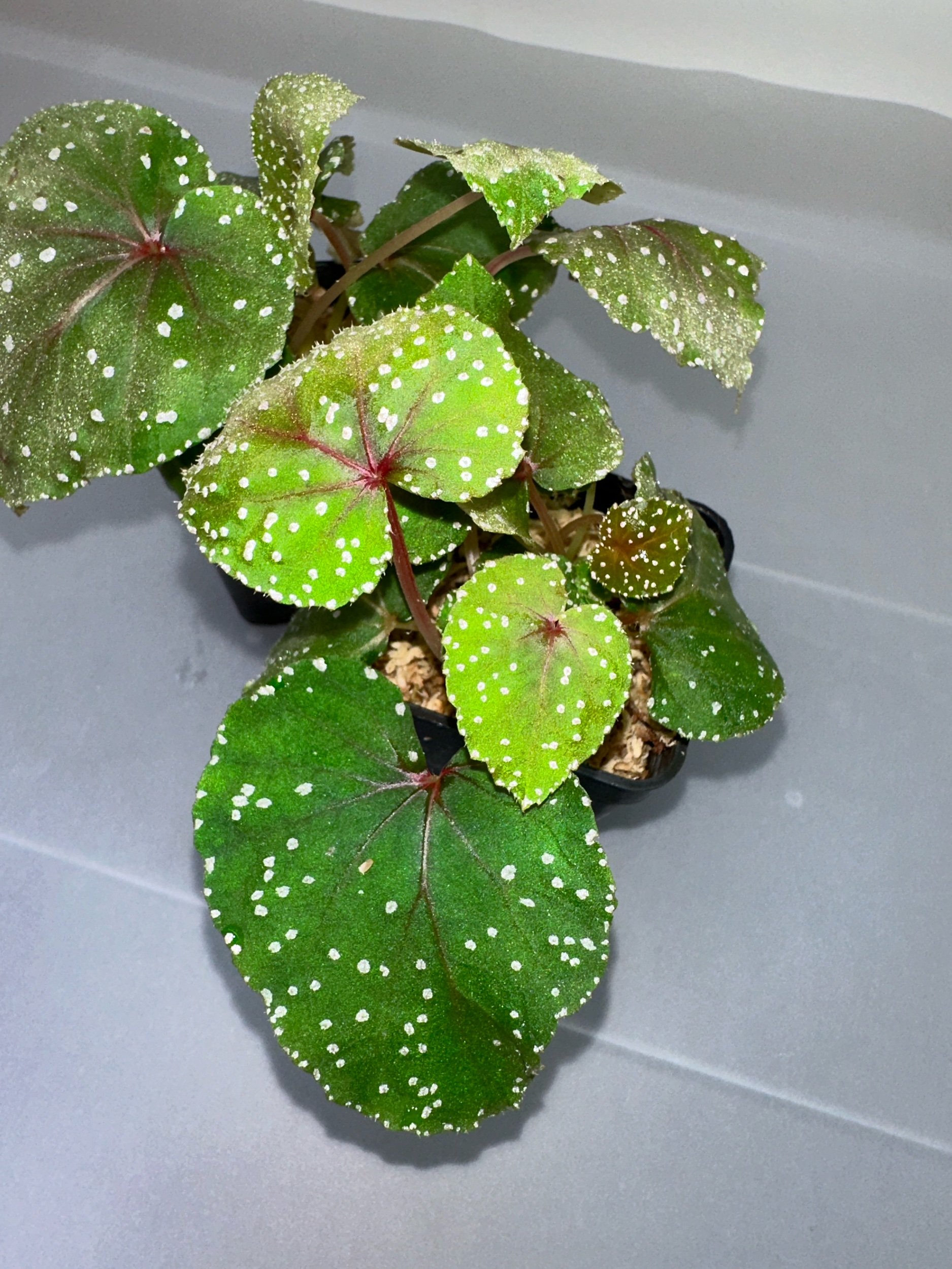 Begonia Sp. Vietnam