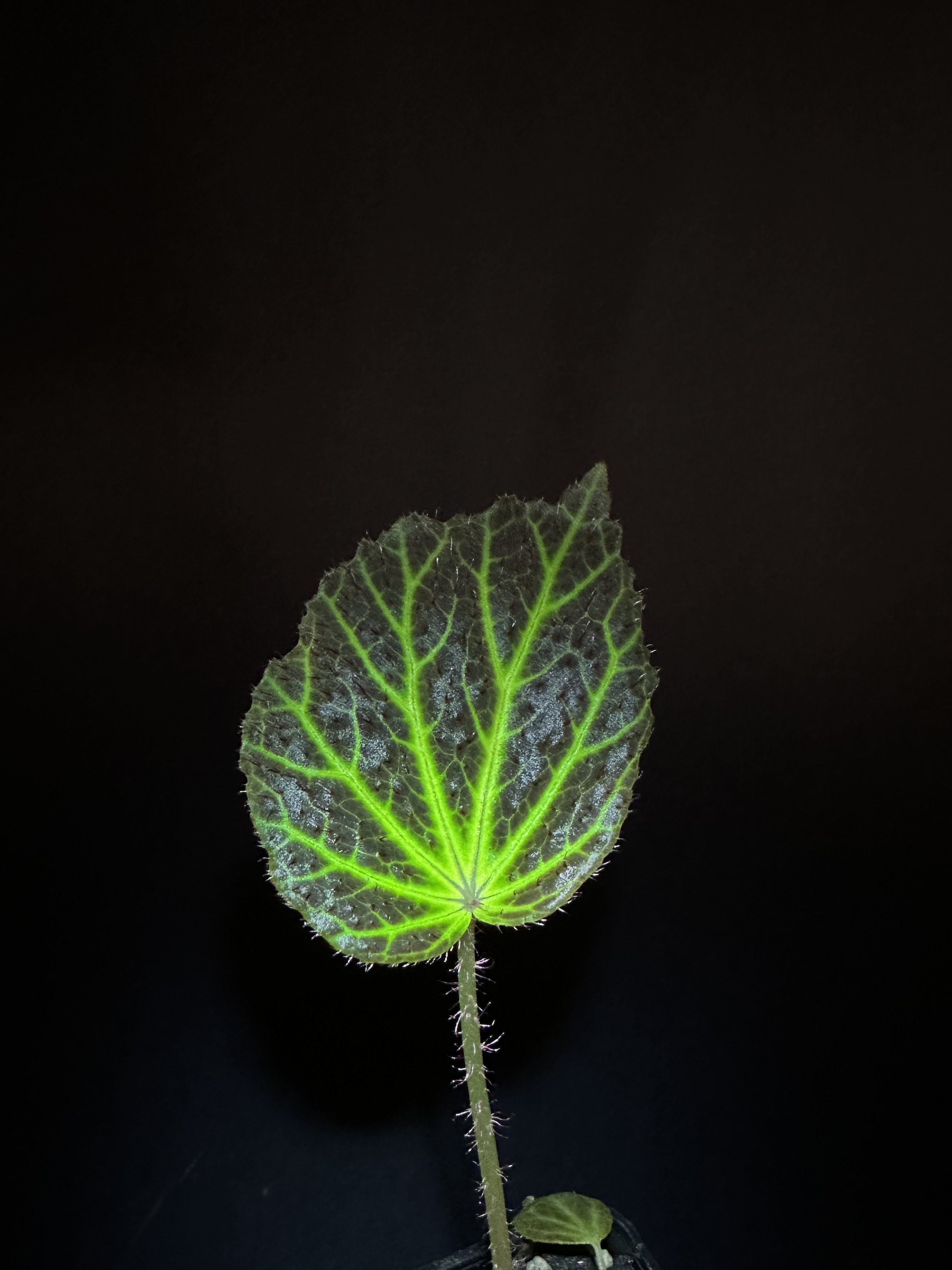 BEGONIA CHLORONEURA