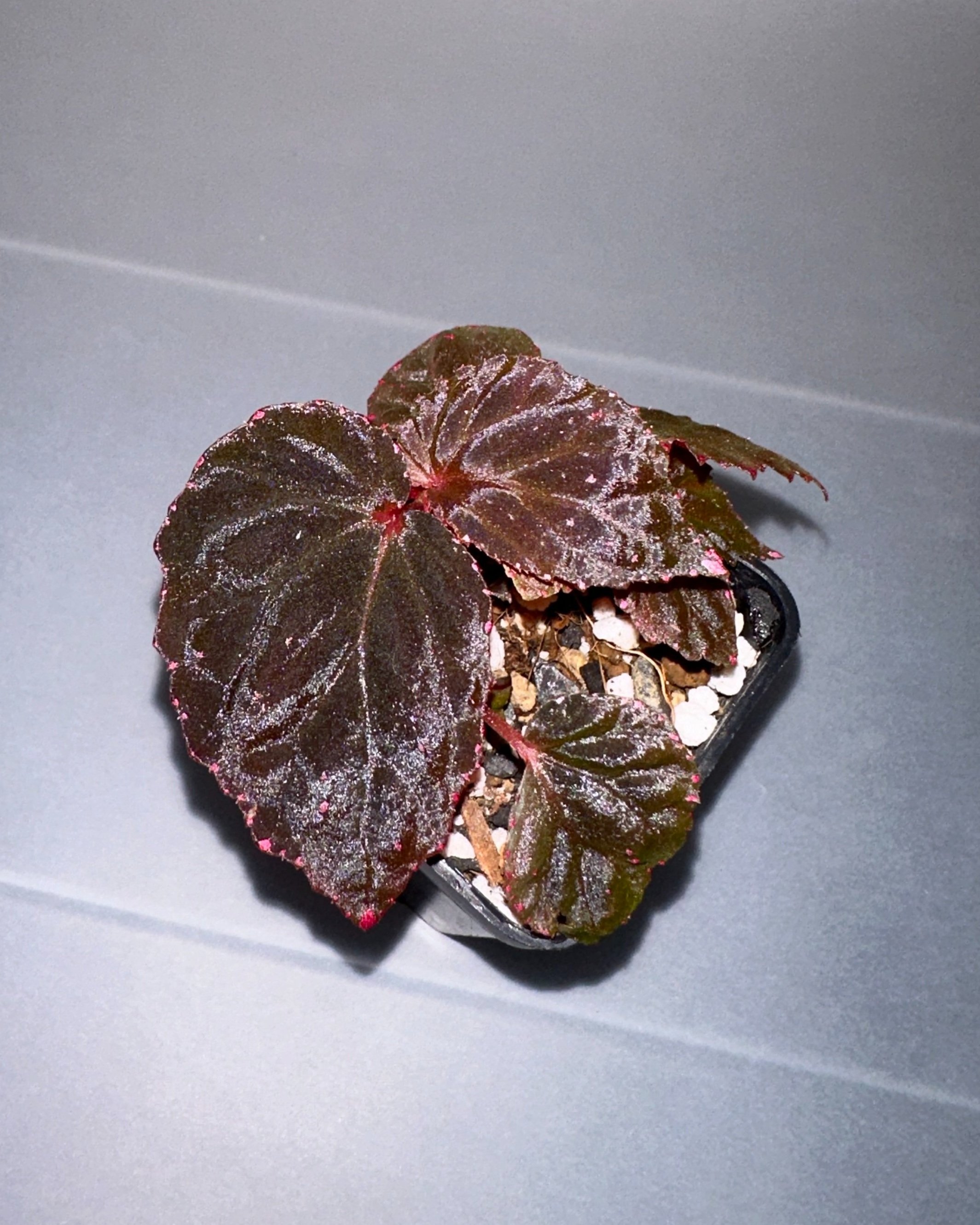 Begonia Sp. Black