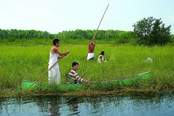 99% Invisible - Podcast: The Rights of Rice and Future of Nature ...