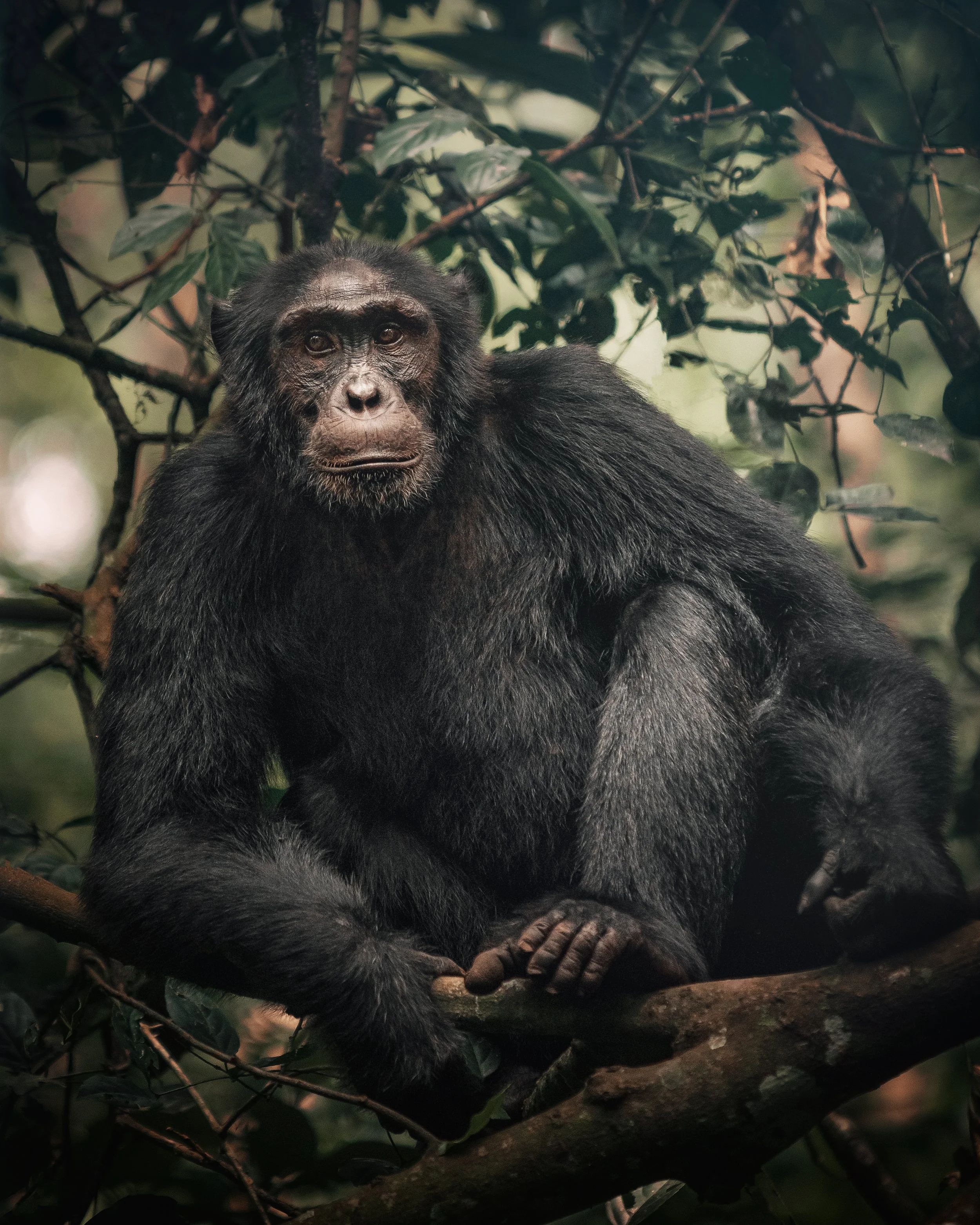 Face to Face With a Wild Chimpanzee: What Chimp Trekking in Kibale Forest Is Really Like