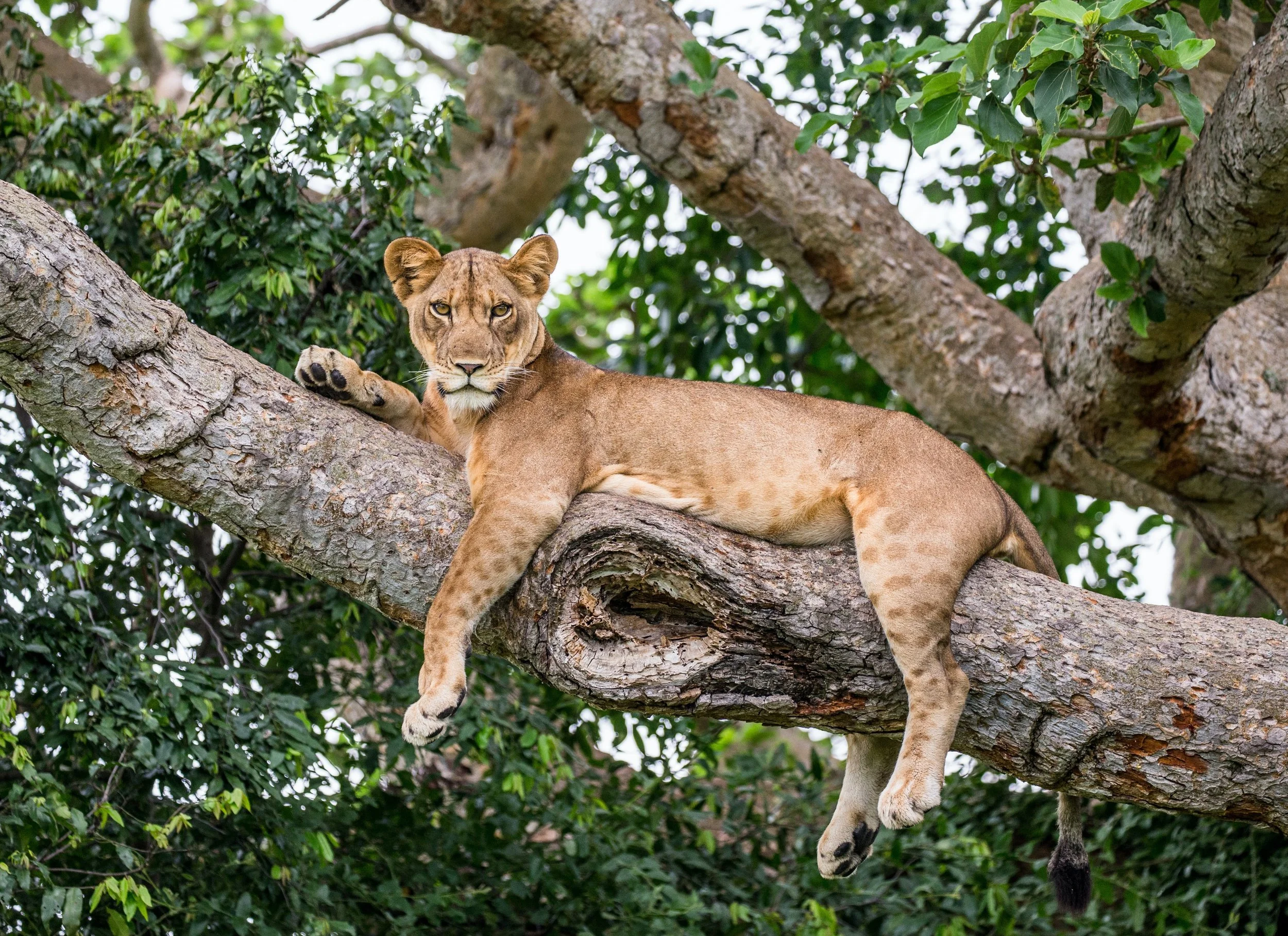 Why Uganda Should Be Your Next Travel Destination 