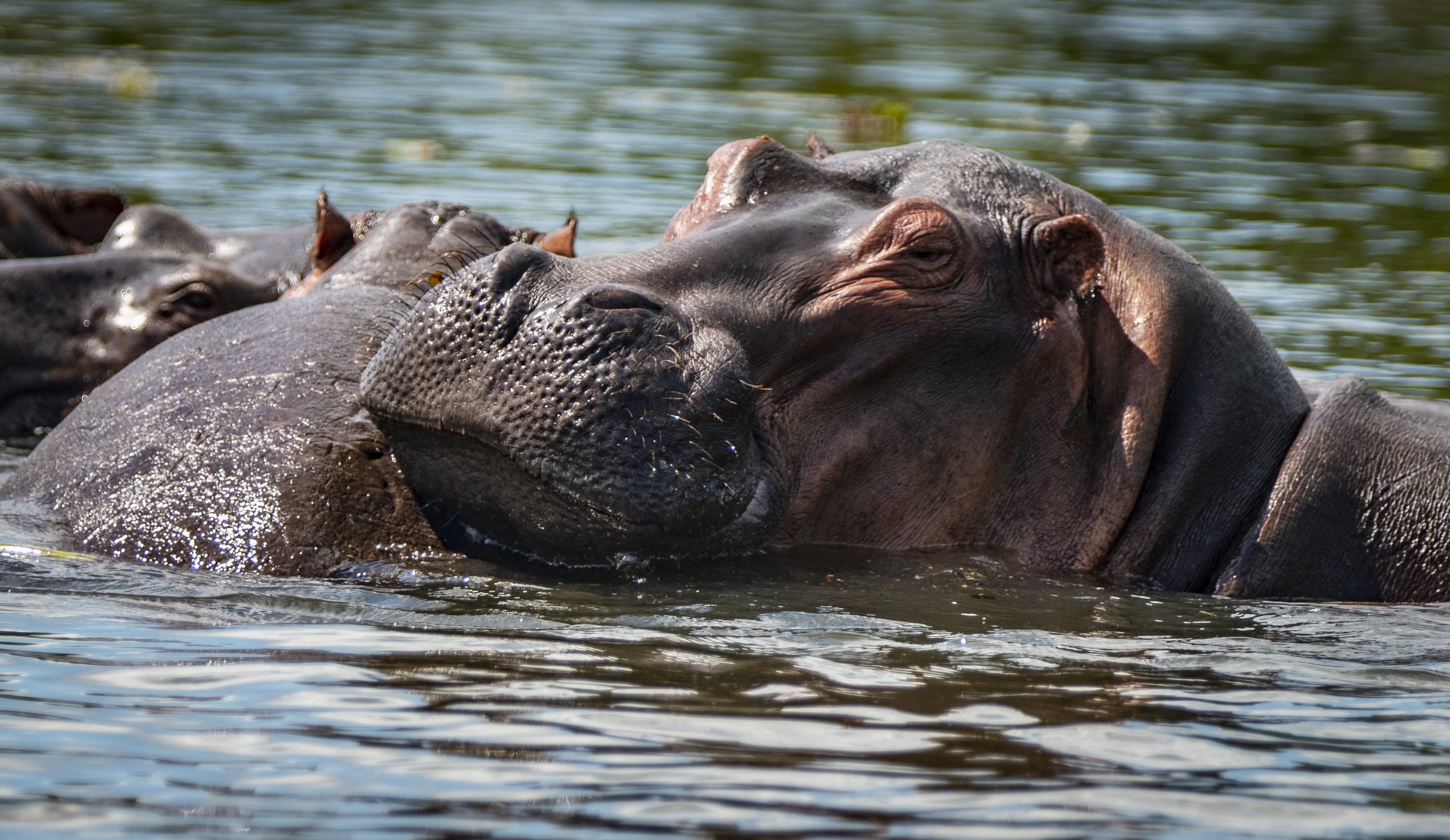 Several hippopotamuses partially submerged in water, with one hippo resting its head on another's back.