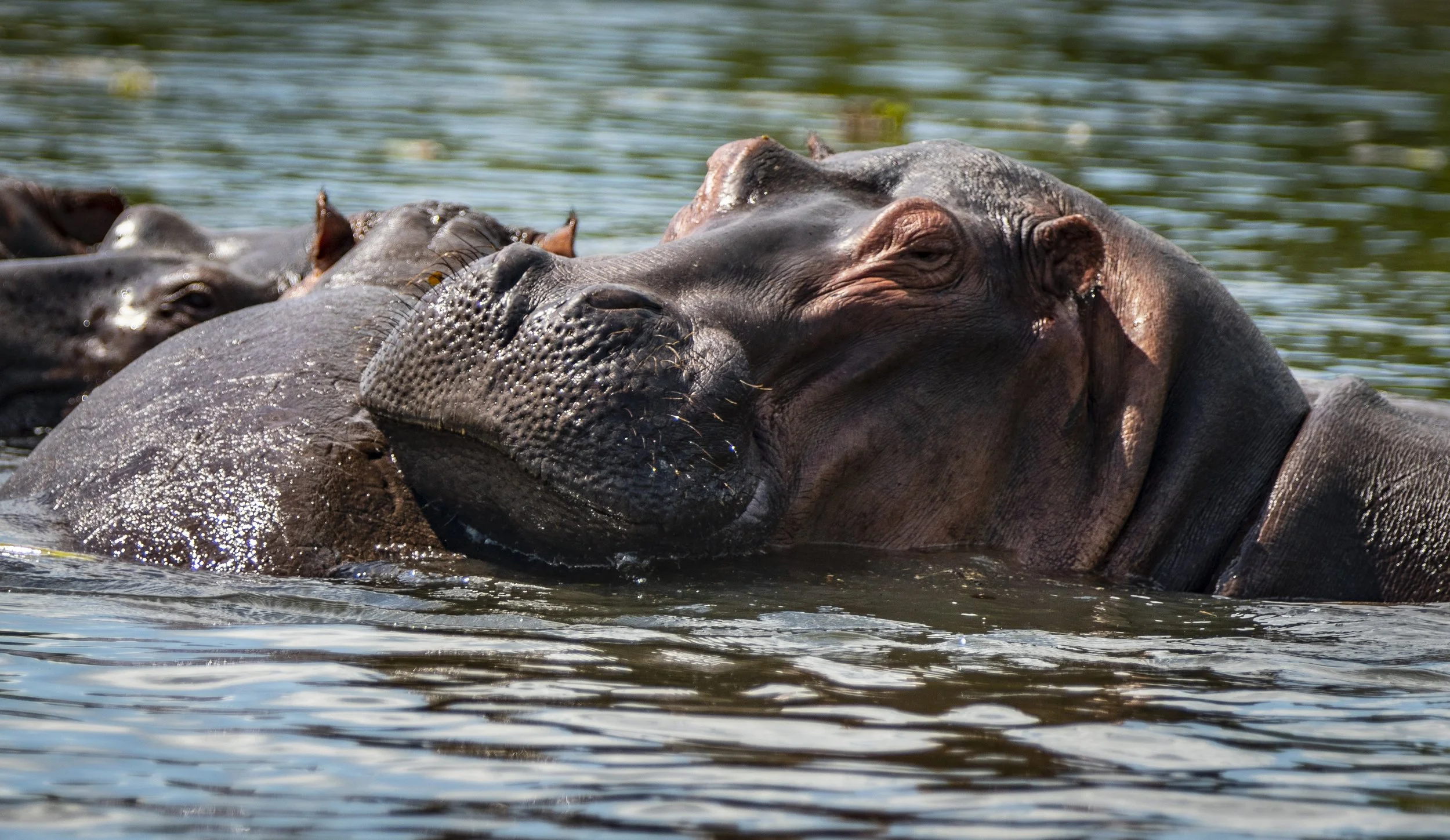 Murchison Falls: Everything you need to know before going