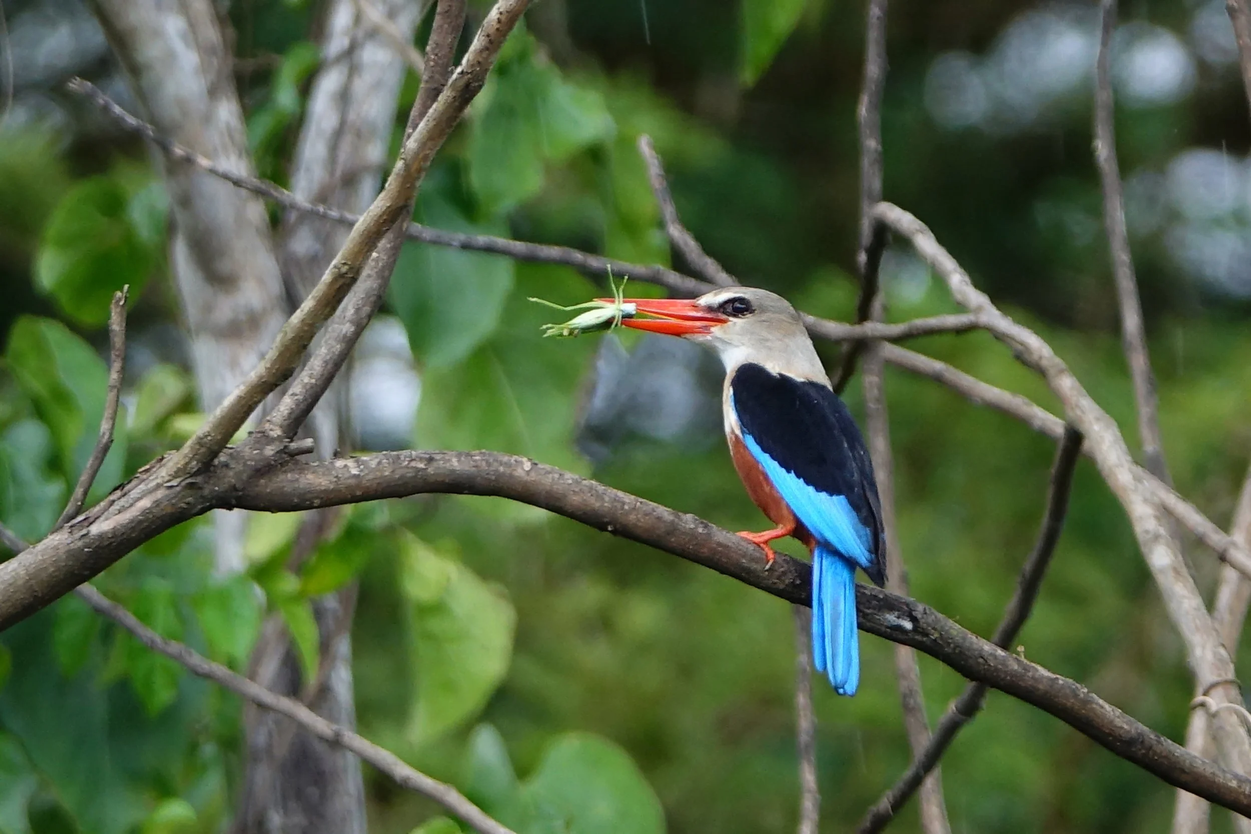 A kingfisher bird perched on a tree branch with a prey in its beak, surrounded by green foliage.