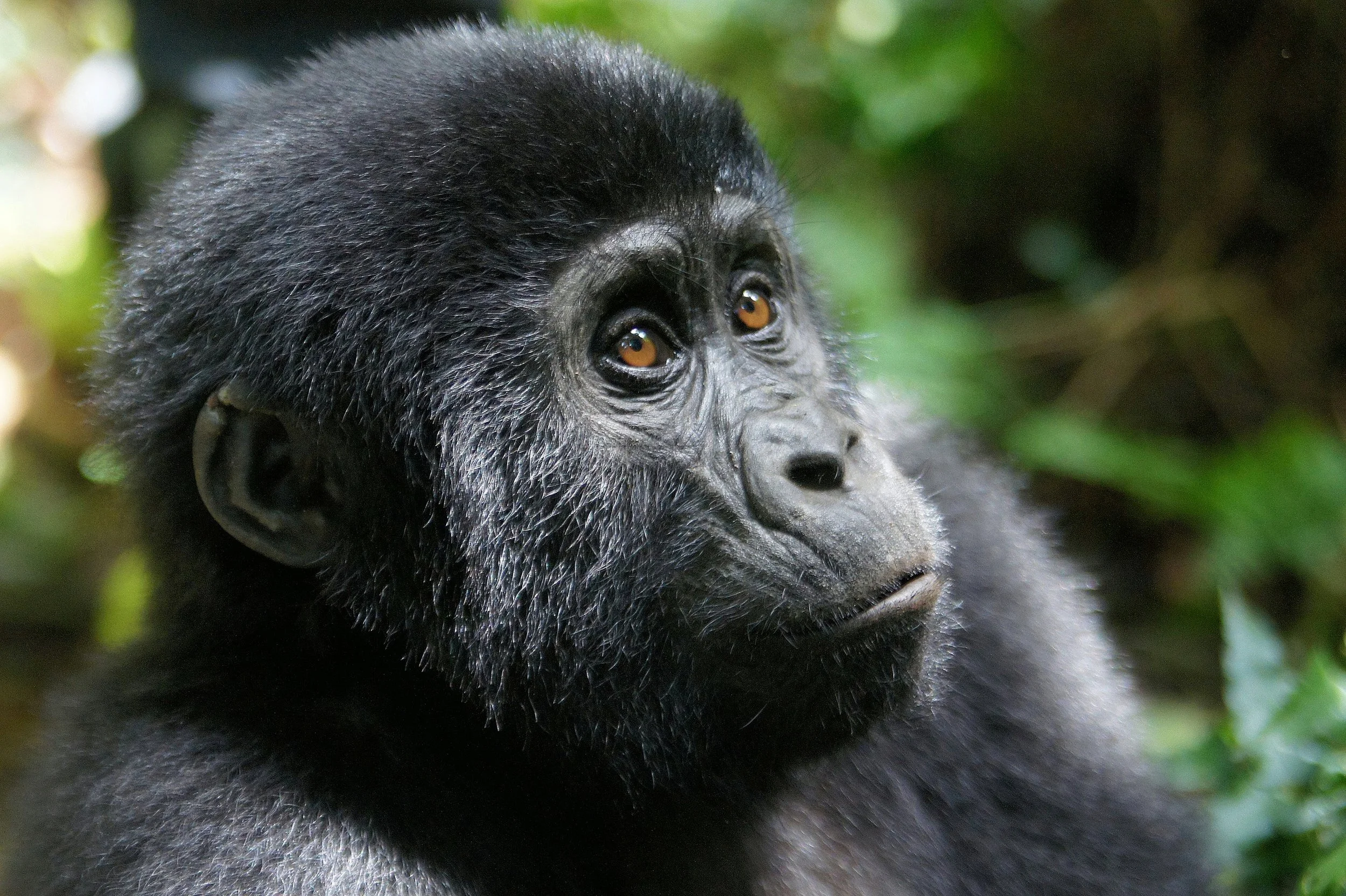 Close-up of a young gorilla with dark fur and expressive brown eyes amidst green foliage.
