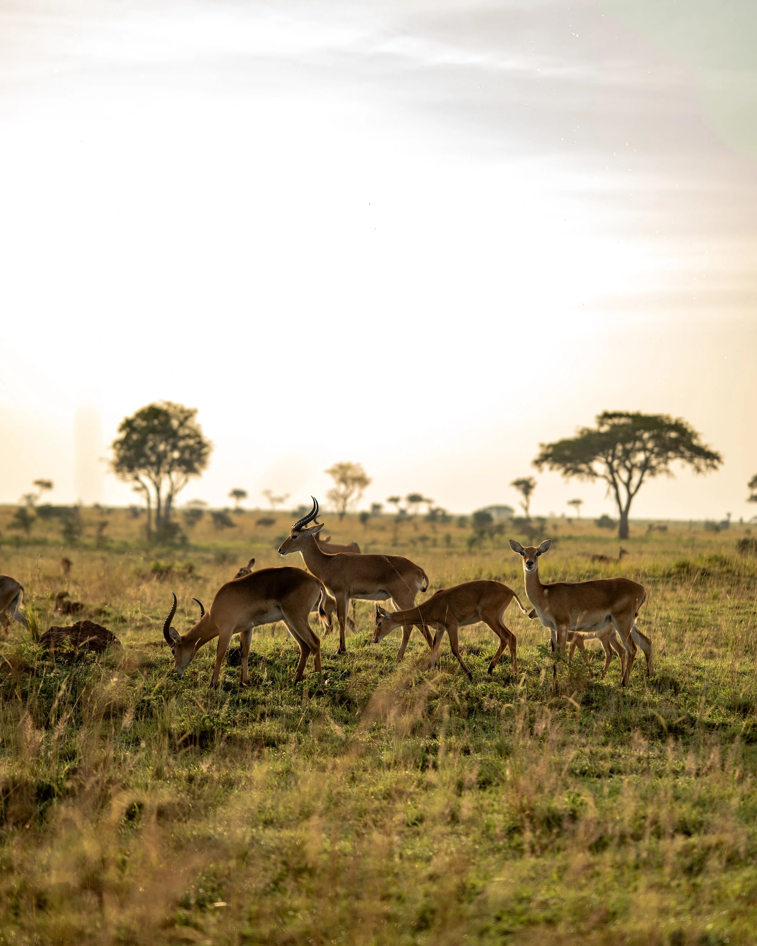 A herd of antelopes grazing in an open grassland with scattered trees and a hazy sky in the background.
