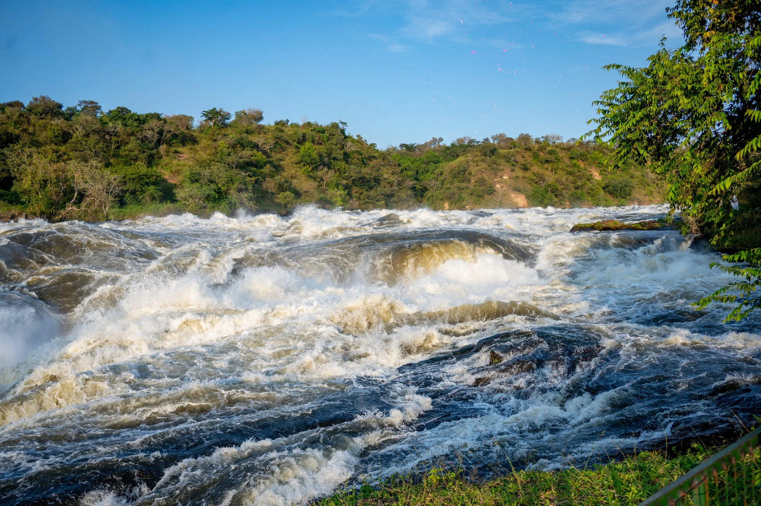 Flowing river with rapids and small waves, surrounded by green trees and bushes, with a blue sky overhead.