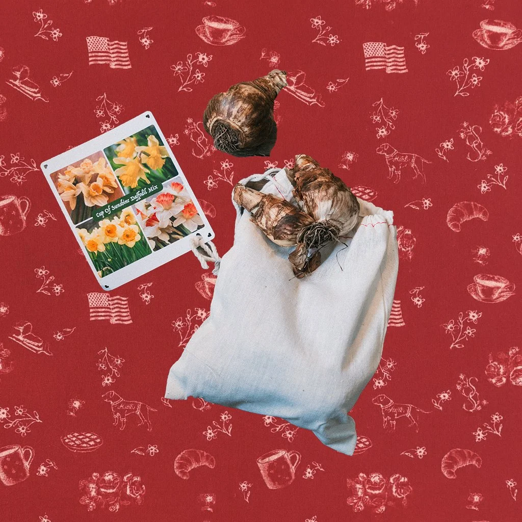 Flower Bulbs by Farm & Fiddle