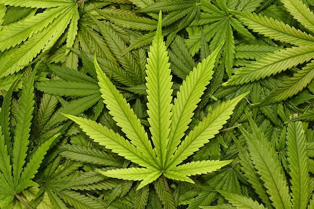 Cannabis, Marijuana, Hemp, and THC: How Loopholes and Legalization are Creating a Drug 20 Times more Potent than its Predecessor