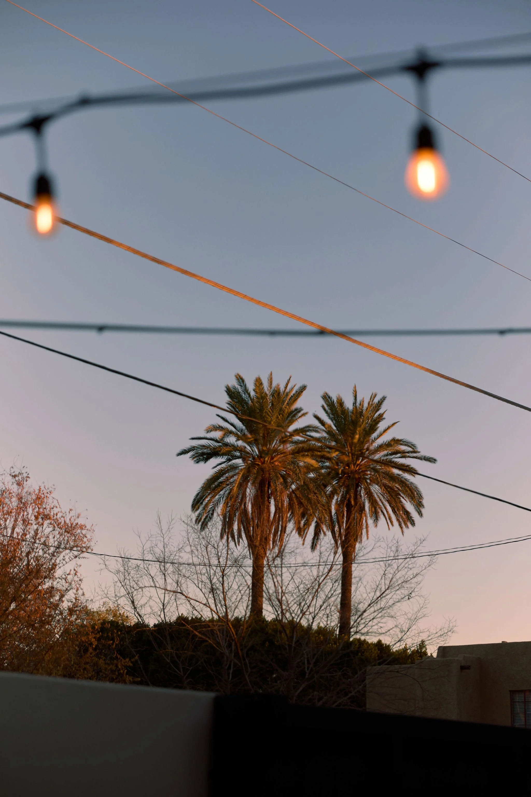 Two tall palm trees with fronds extending outward and upward, seen from below against a twilight sky, with hanging string lights in the foreground.