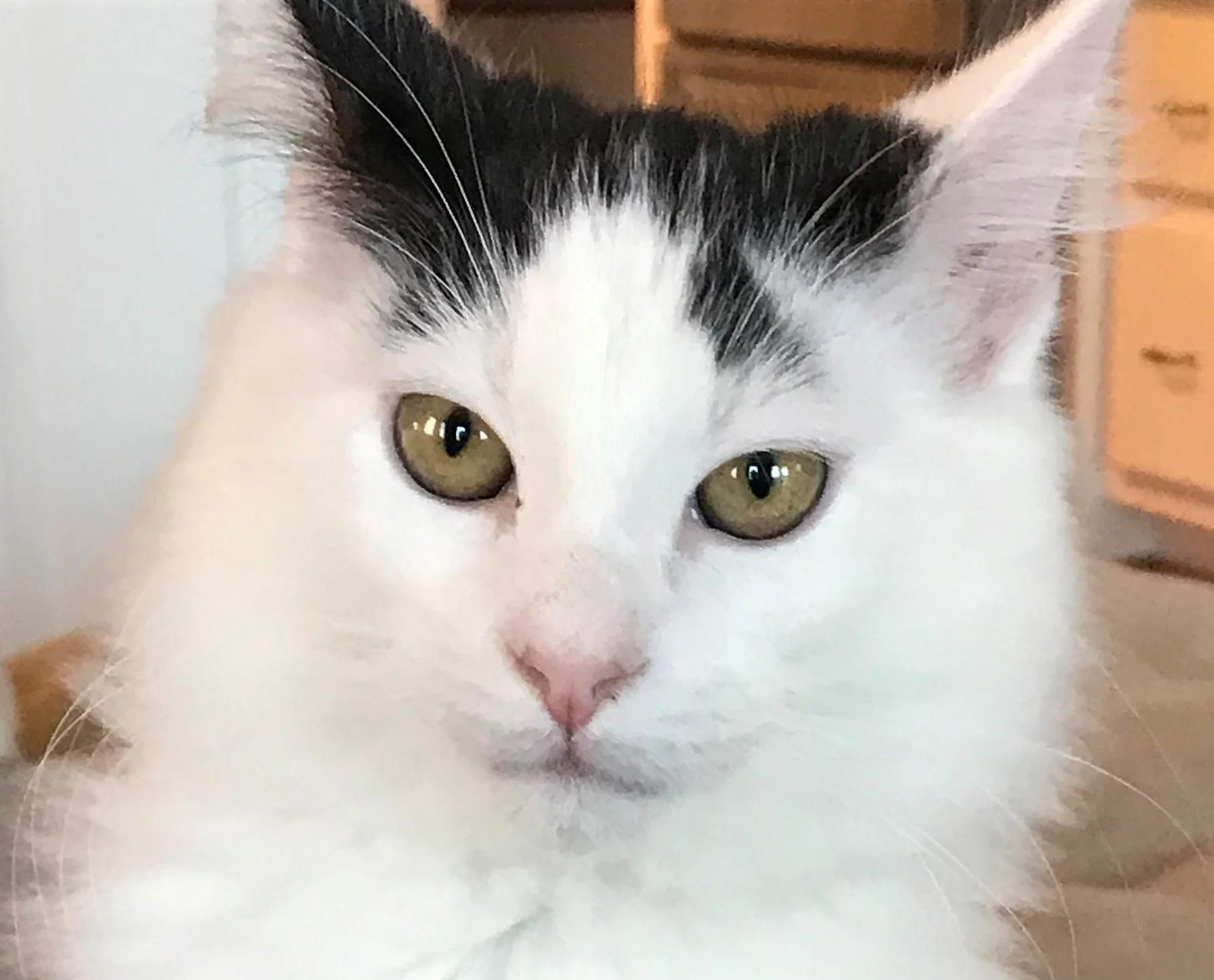 Close-up of a fluffy white cat with black markings on its head and green eyes, indoors.