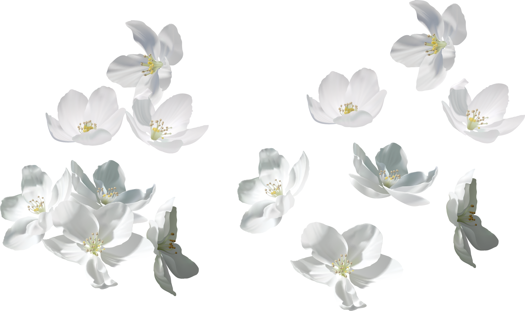White blossoming flowers with yellow stamens scattered on a white background.