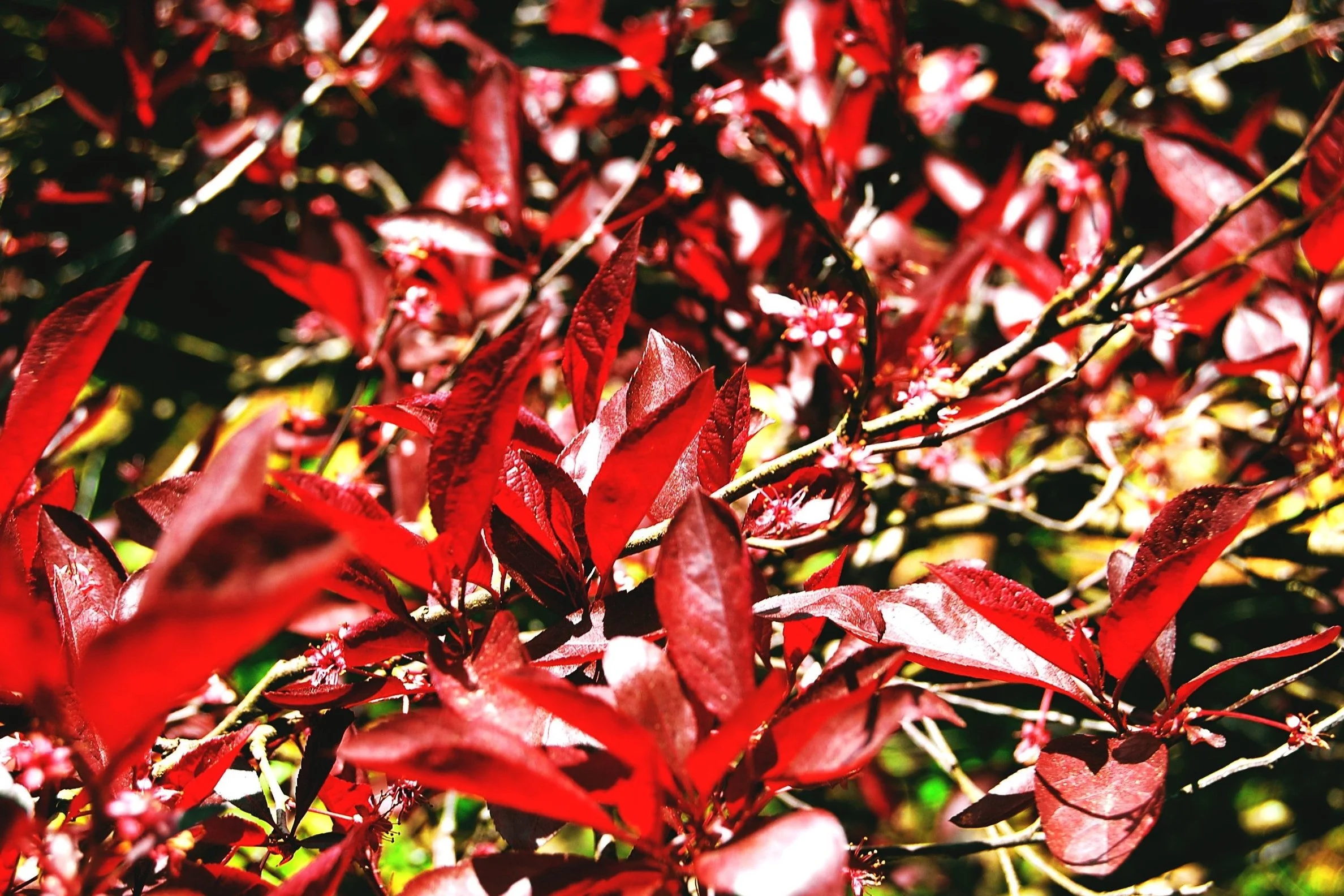 PicfxFile.jpg