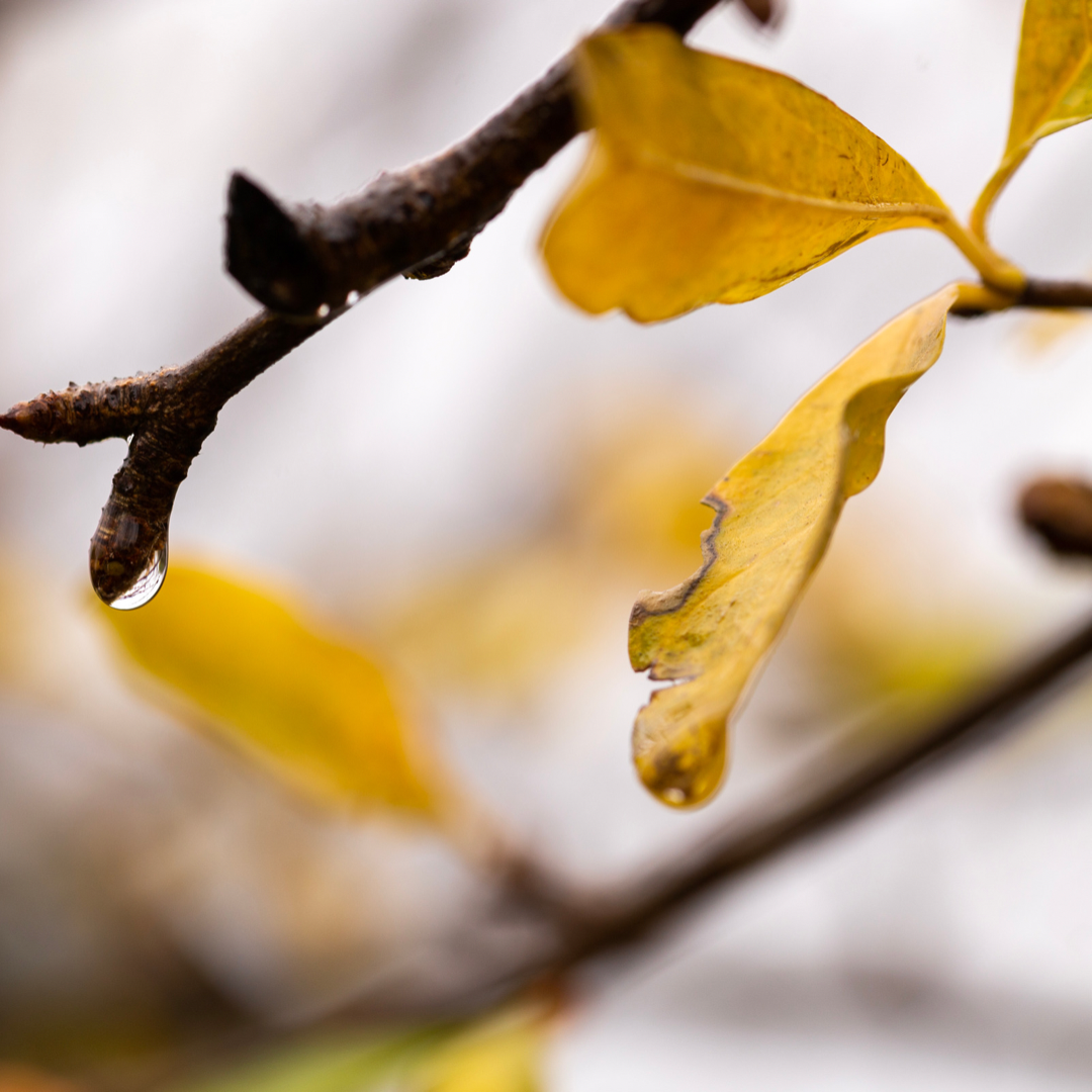 Drop One Hundred Nineteen