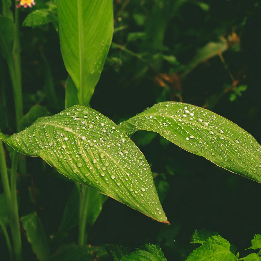 Drop One Hundred Thirty-five 