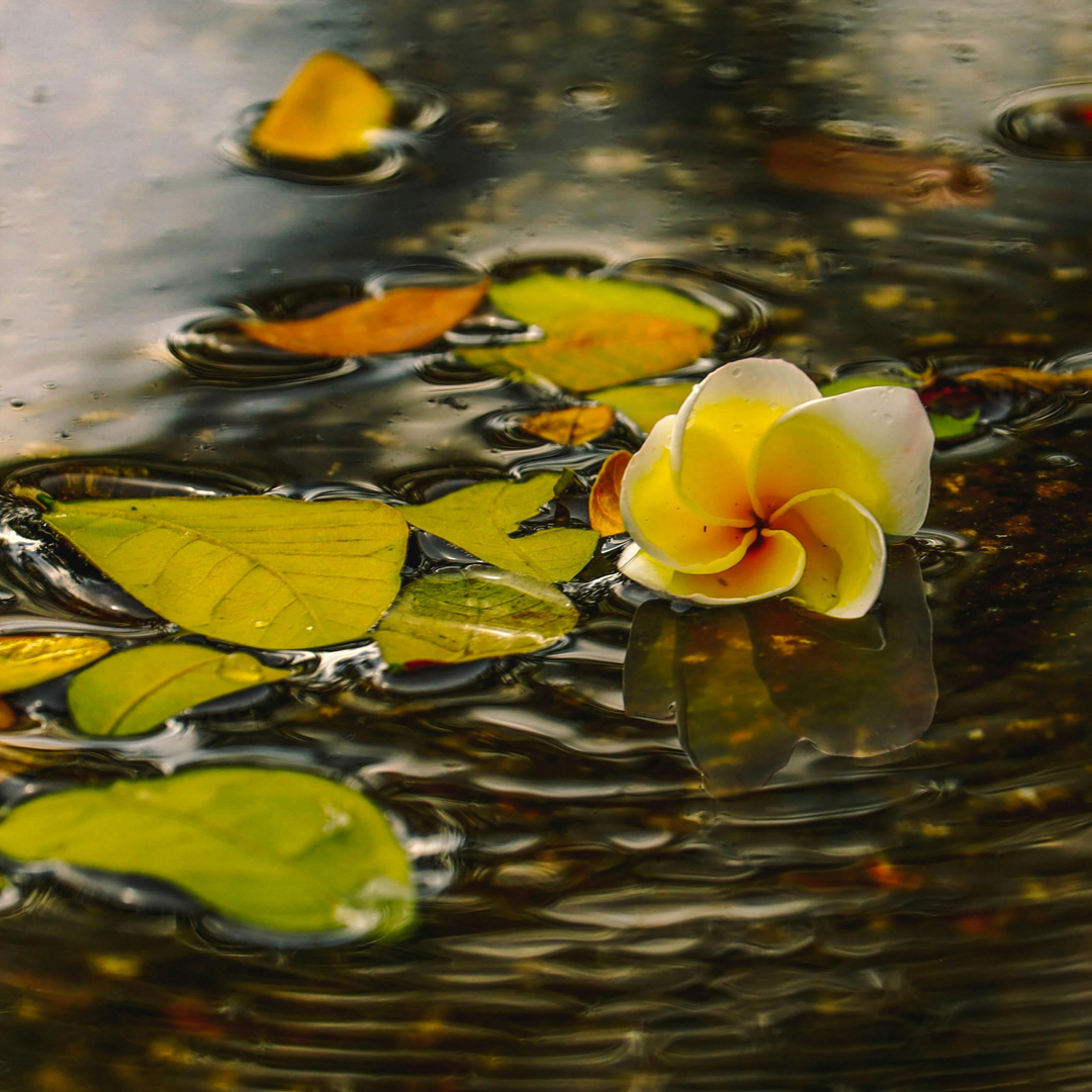 Drop One Hundred Thirty-six 