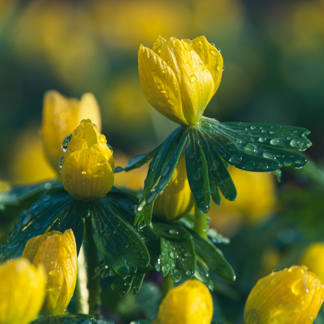 Drop One Hundred Thirty-eight