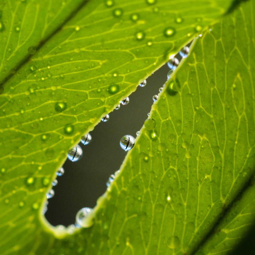 Drop One Hundred Forty-four 