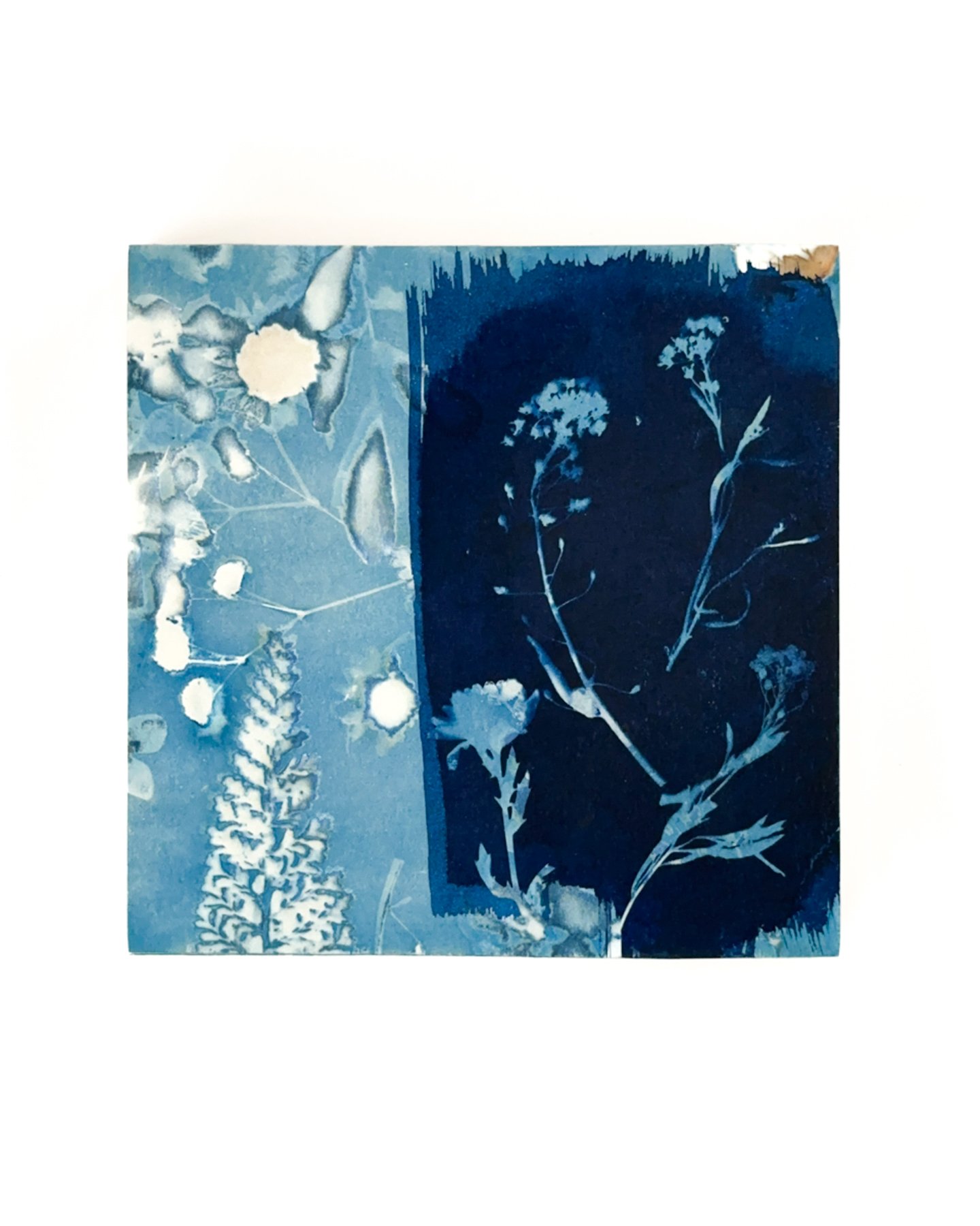 Blue Botanica, No. 18