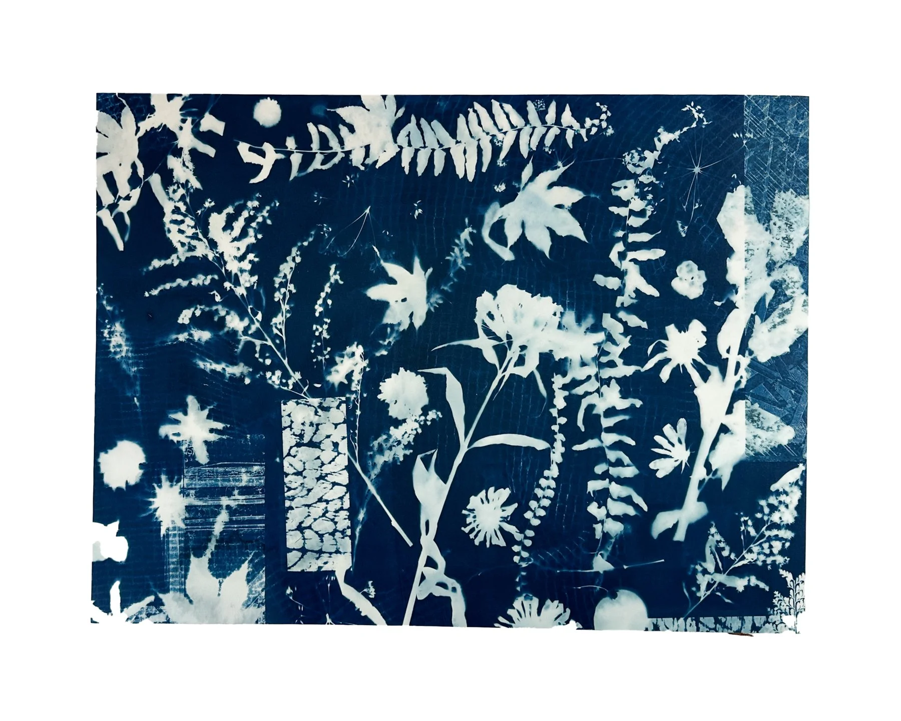 Layered Botanicals, No. 2